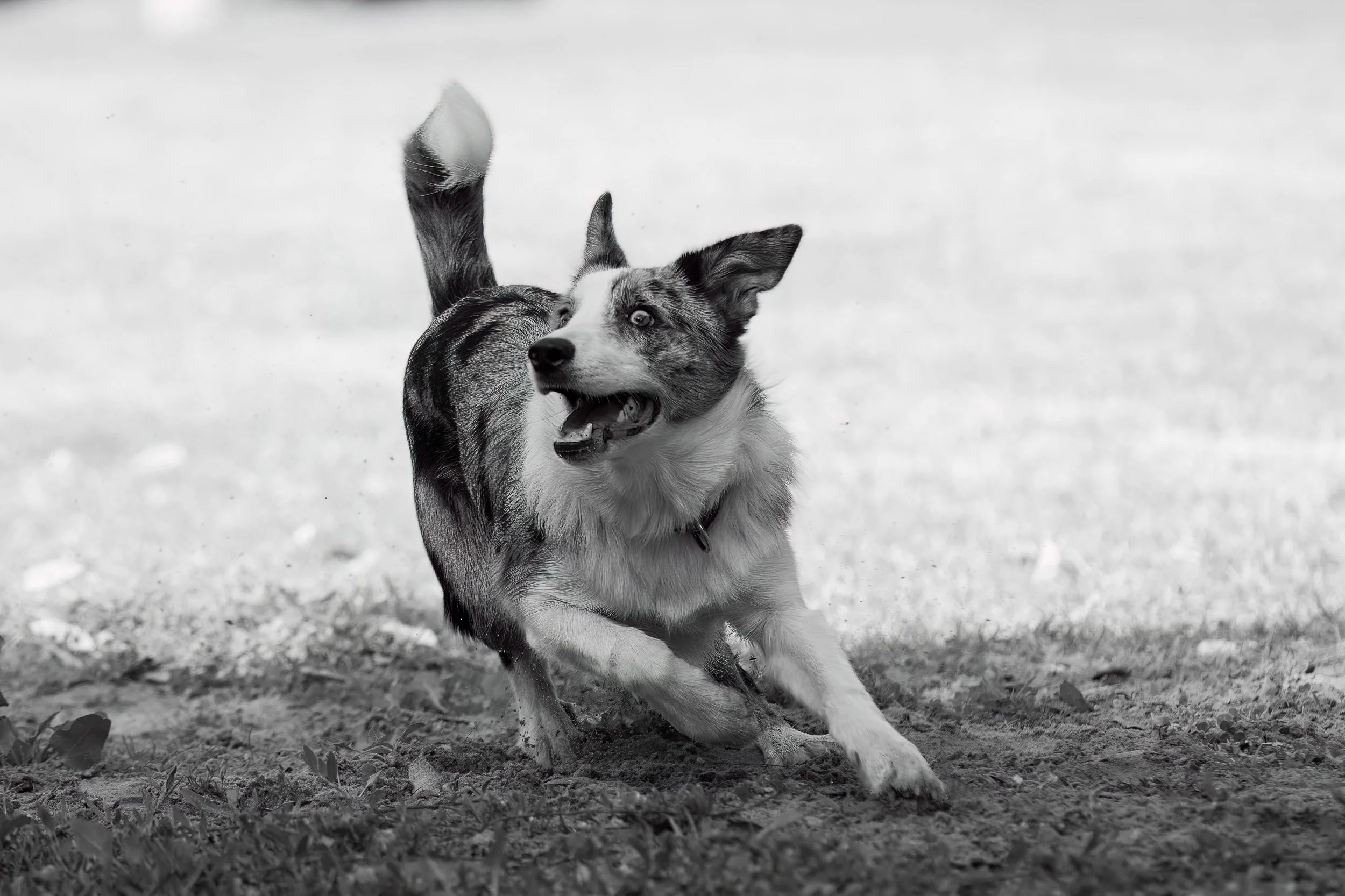 Black and white photo of a Border Collie running on grass and dirt, looking alert and happy.
