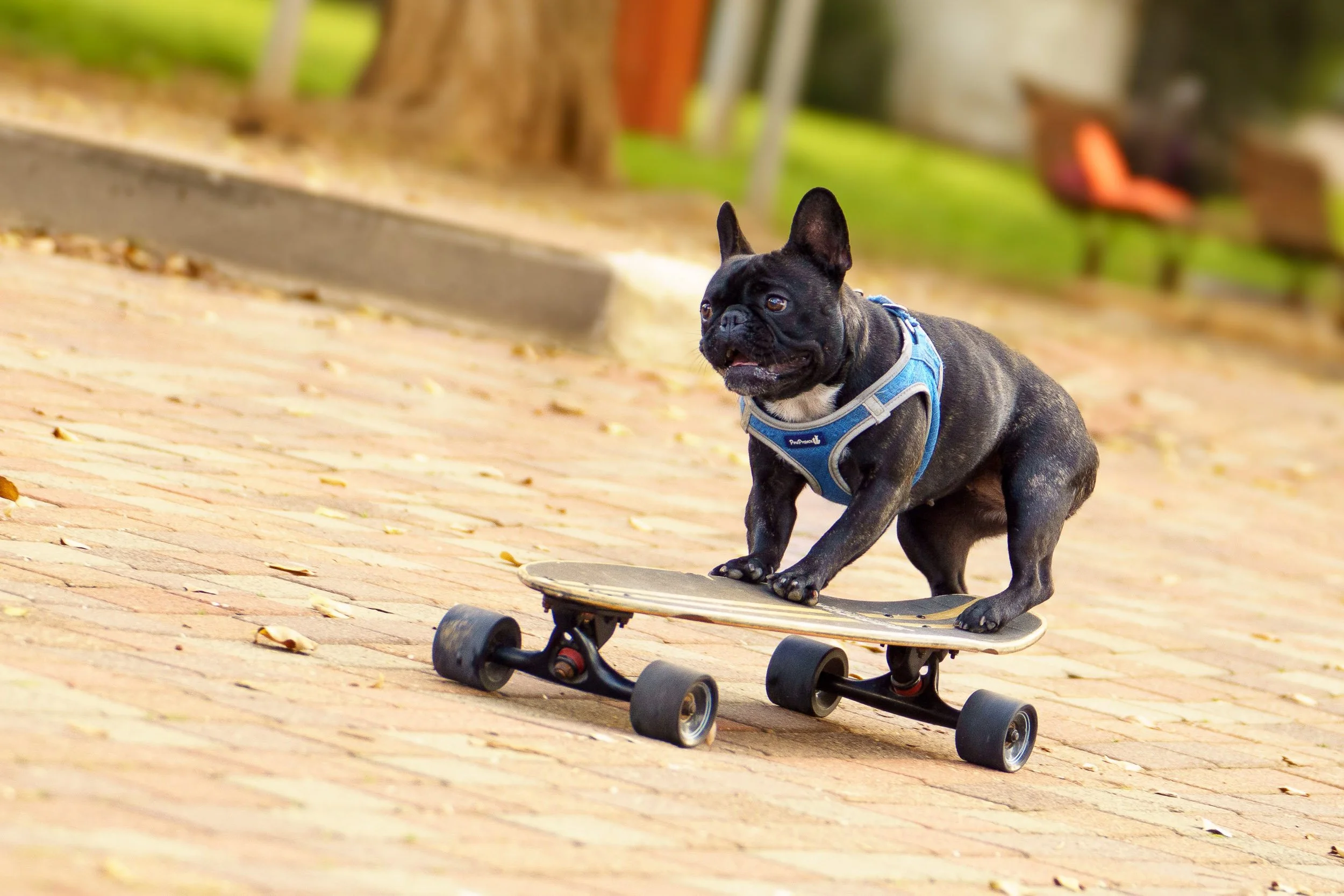 A French Bulldog riding a skateboard on a brick pathway in a park.