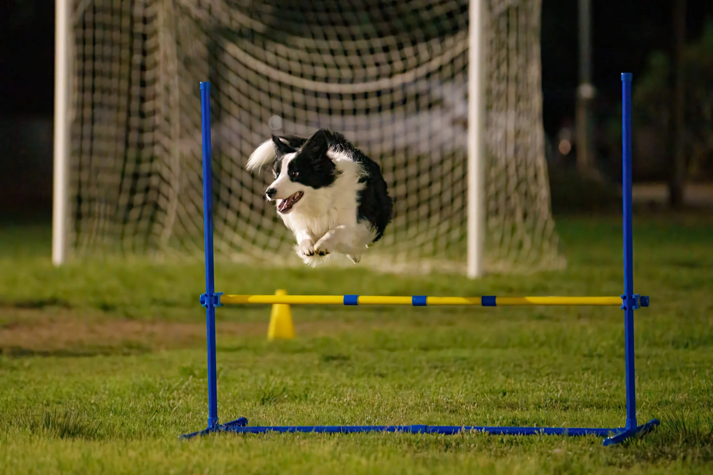 A black and white dog jumping over a yellow and blue agility hurdle on a grassy field with a soccer goal net in the background at night.