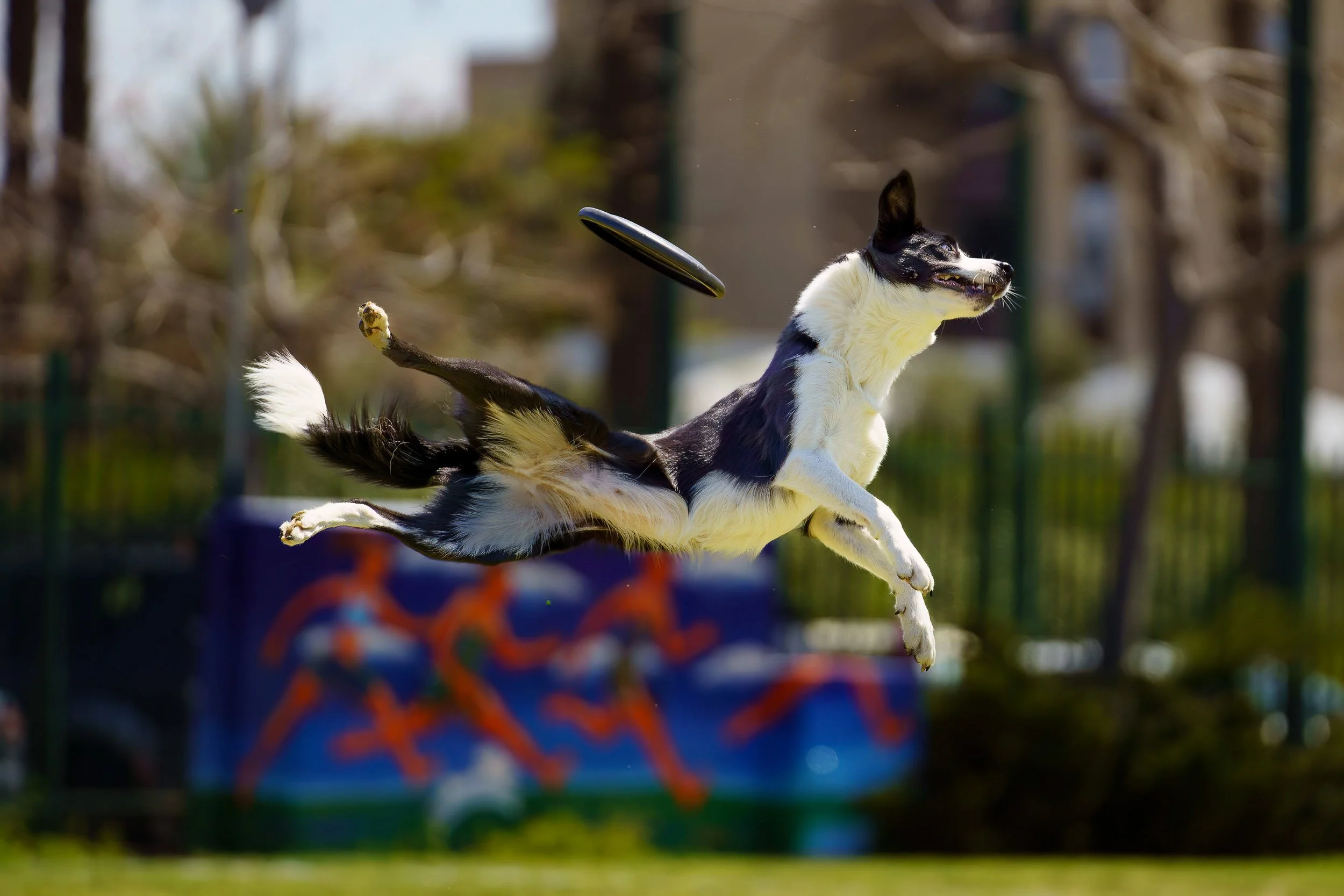 A black and white dog catching a frisbee in mid-air during daytime, outdoors in a park or backyard.