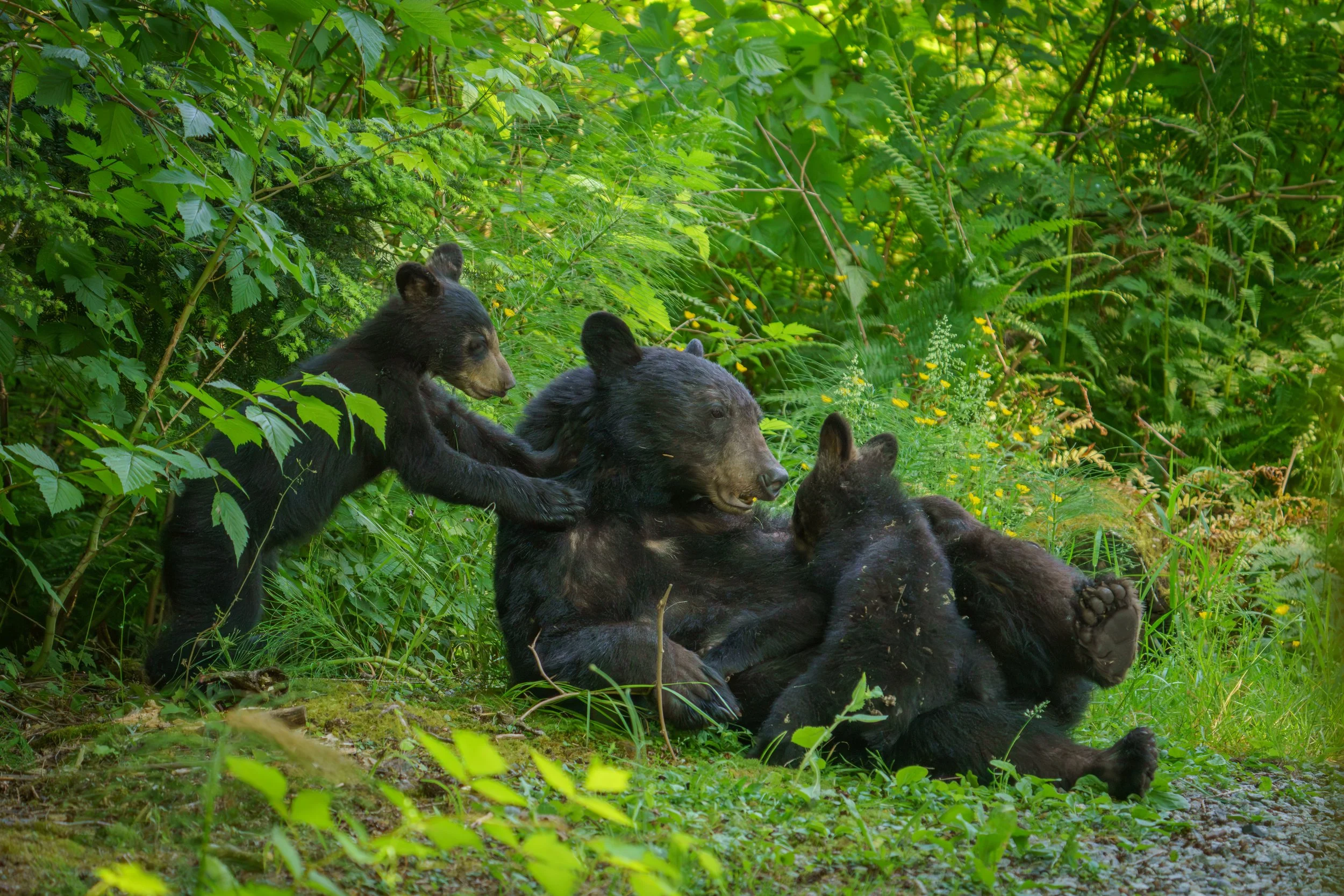 Three black bear cubs with brown markings on their faces interacting with a larger bear, possibly a mother bear, in a lush green forest.
