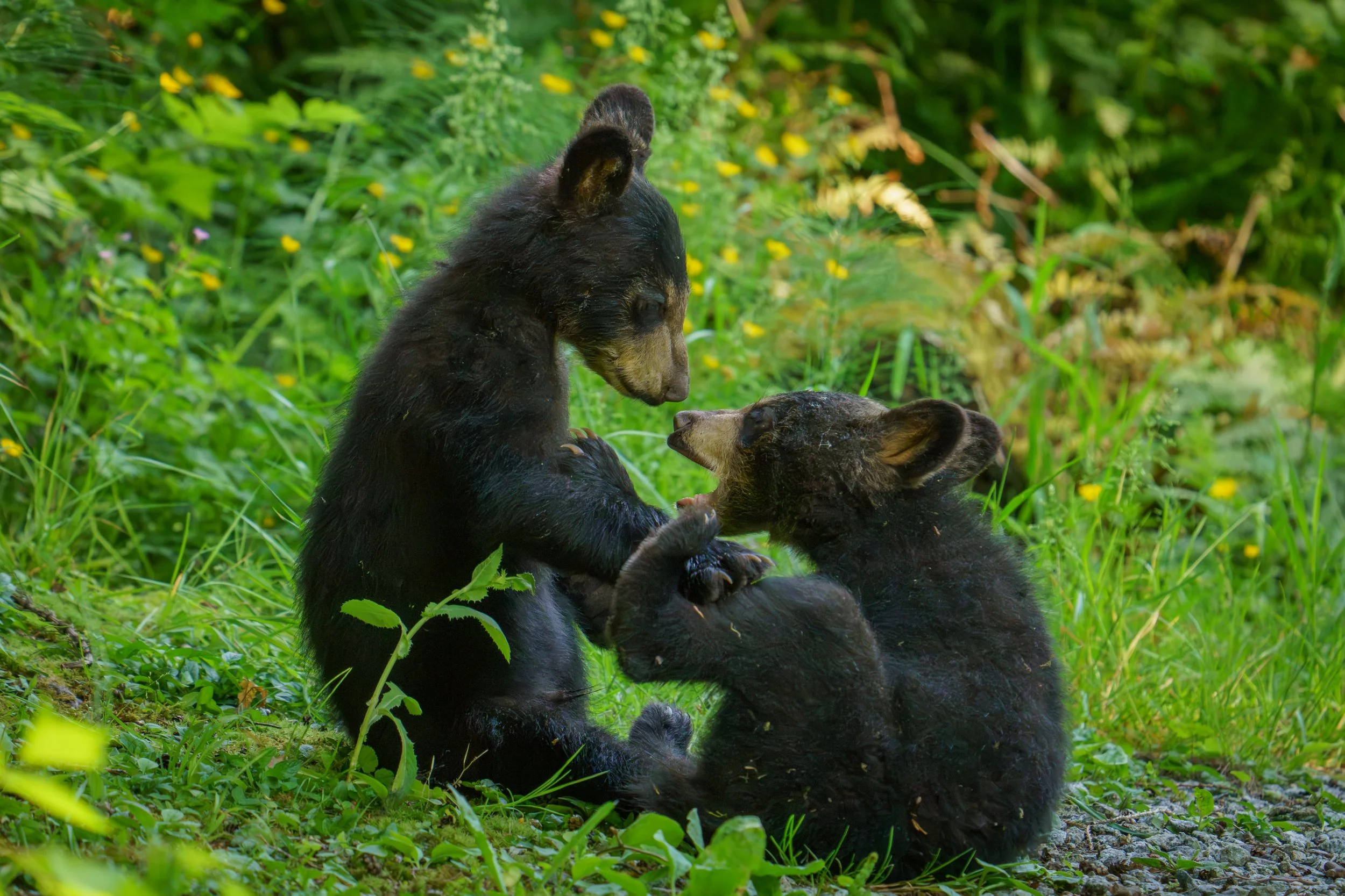 Three black bear cubs playing together on green grass and foliage with yellow flowers.