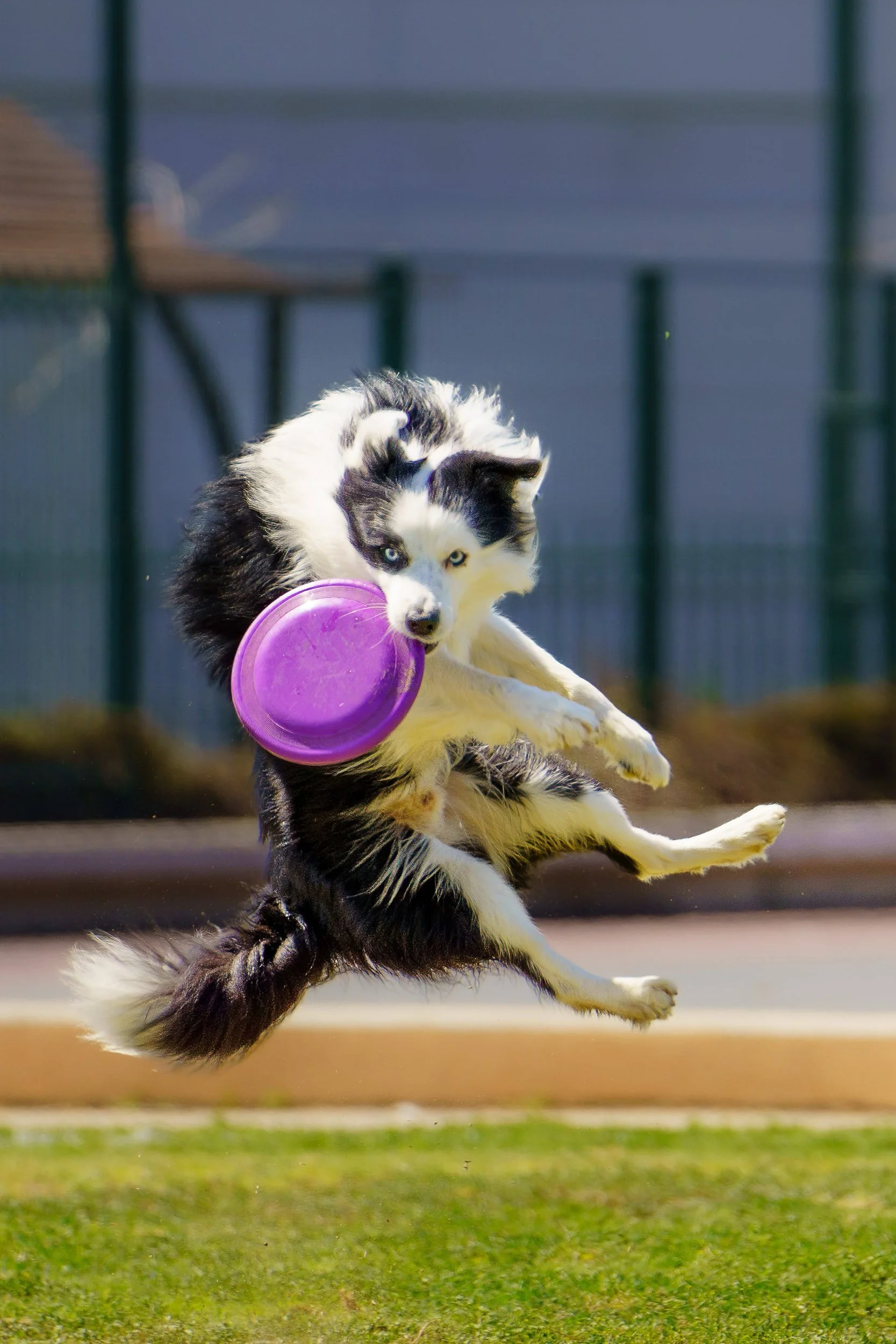 A black and white Border Collie puppy catching a purple frisbee in mid-air outside on a sunny day.