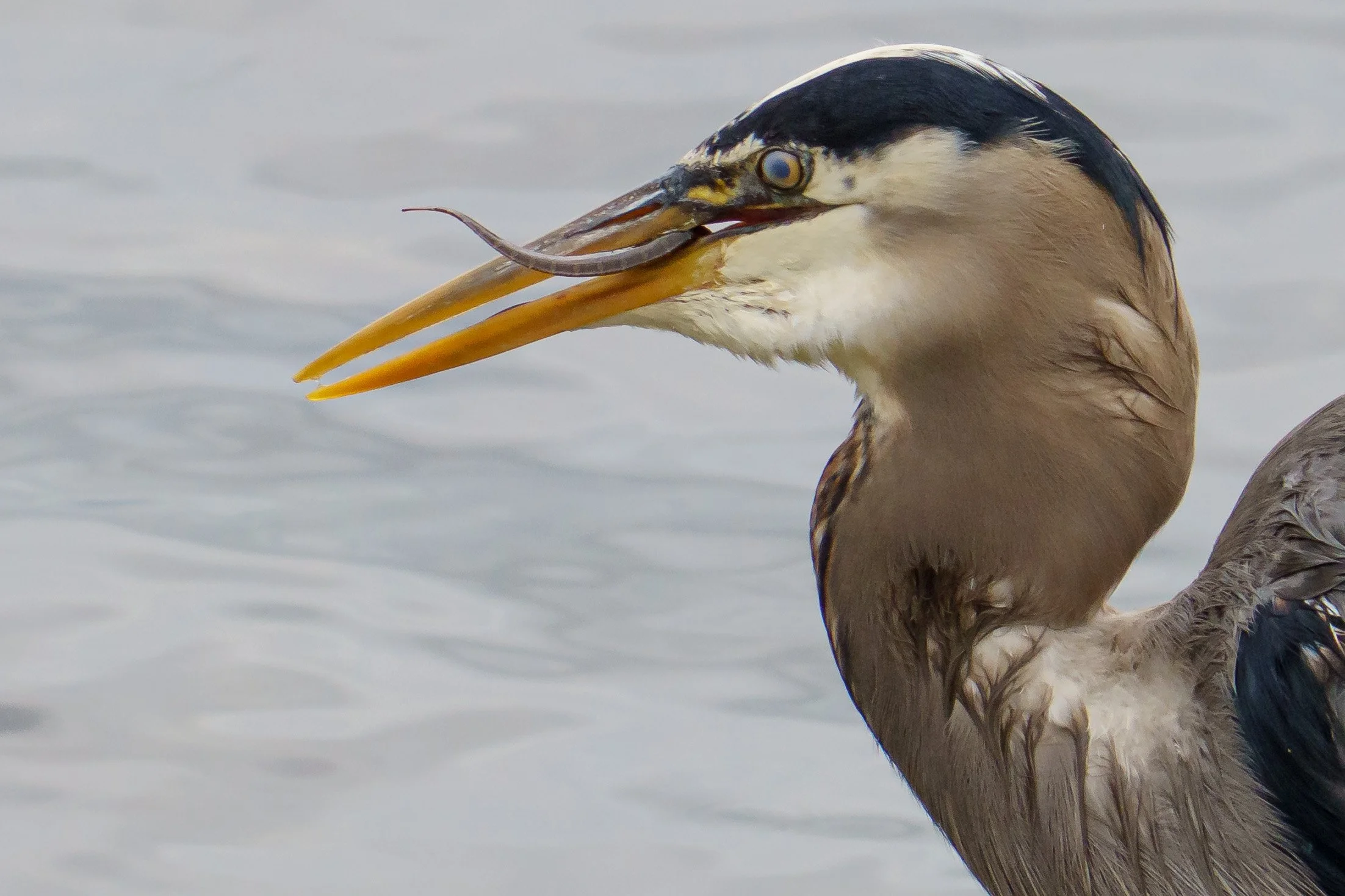 A close-up of a heron with a fish in its beak, standing near water.