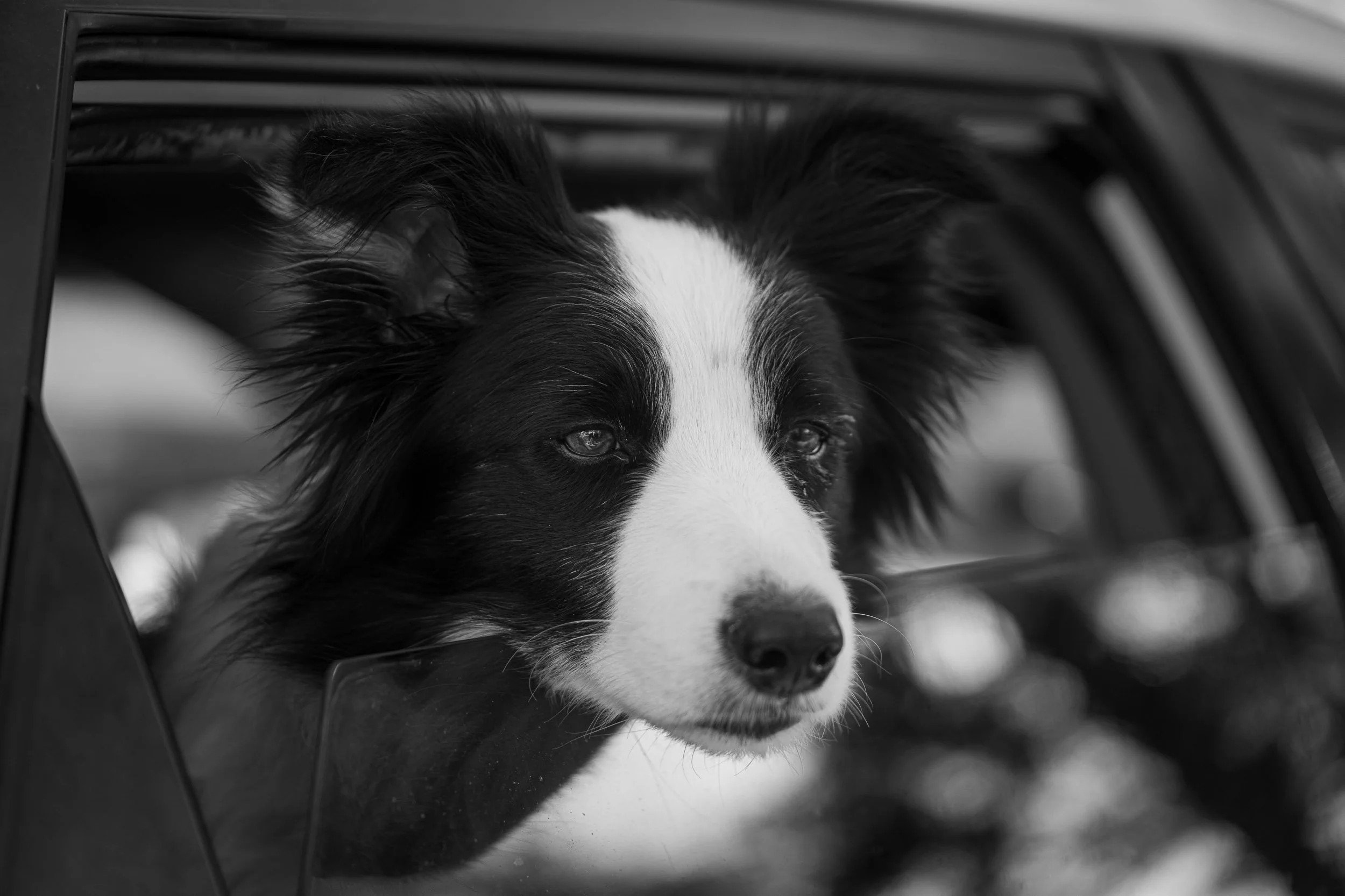A black and white photo of a Border Collie dog looking out of a car window.