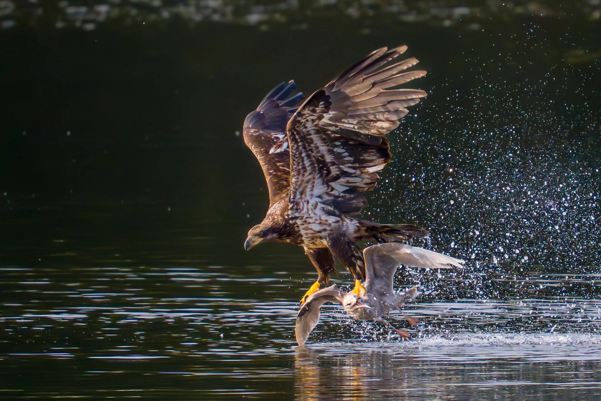 Bald eagle catching a seagull, Port Moody, BC.
More info 