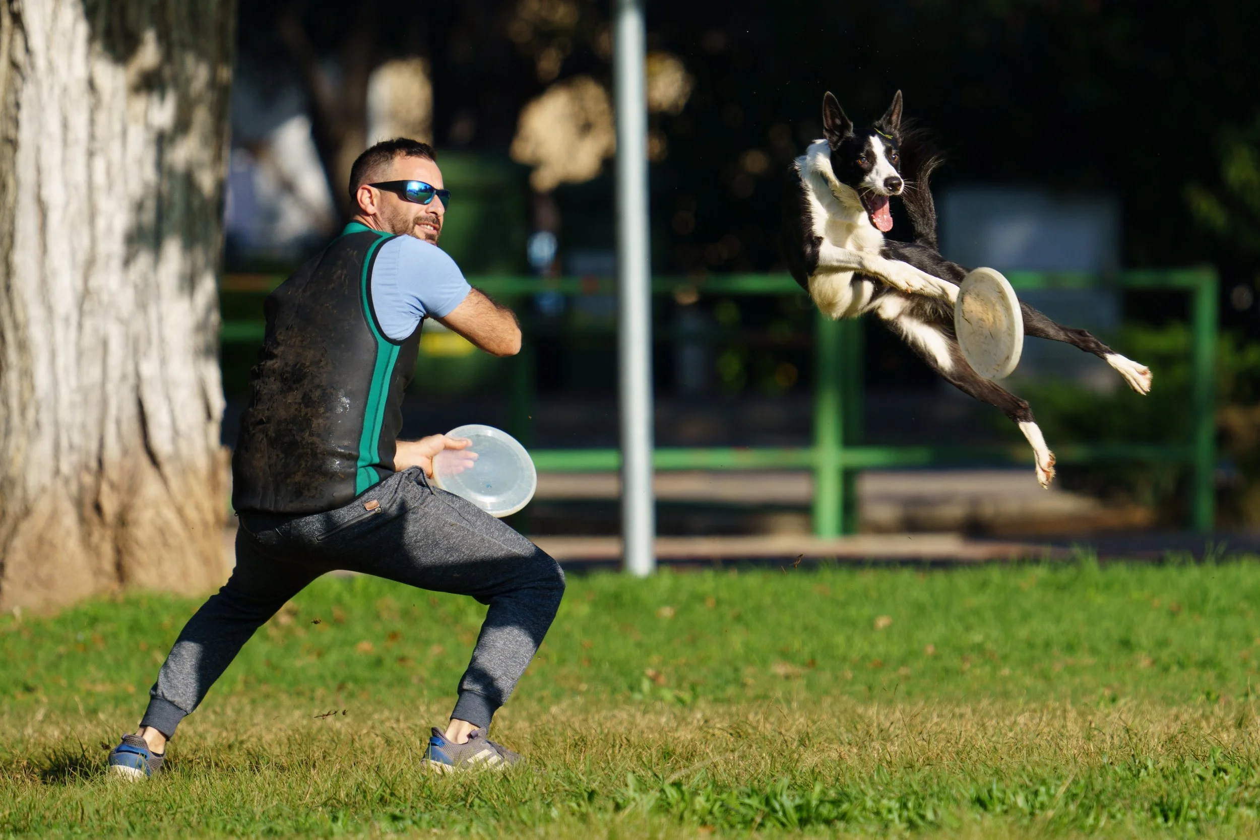 freestyle dog frisbee mid air action photography.