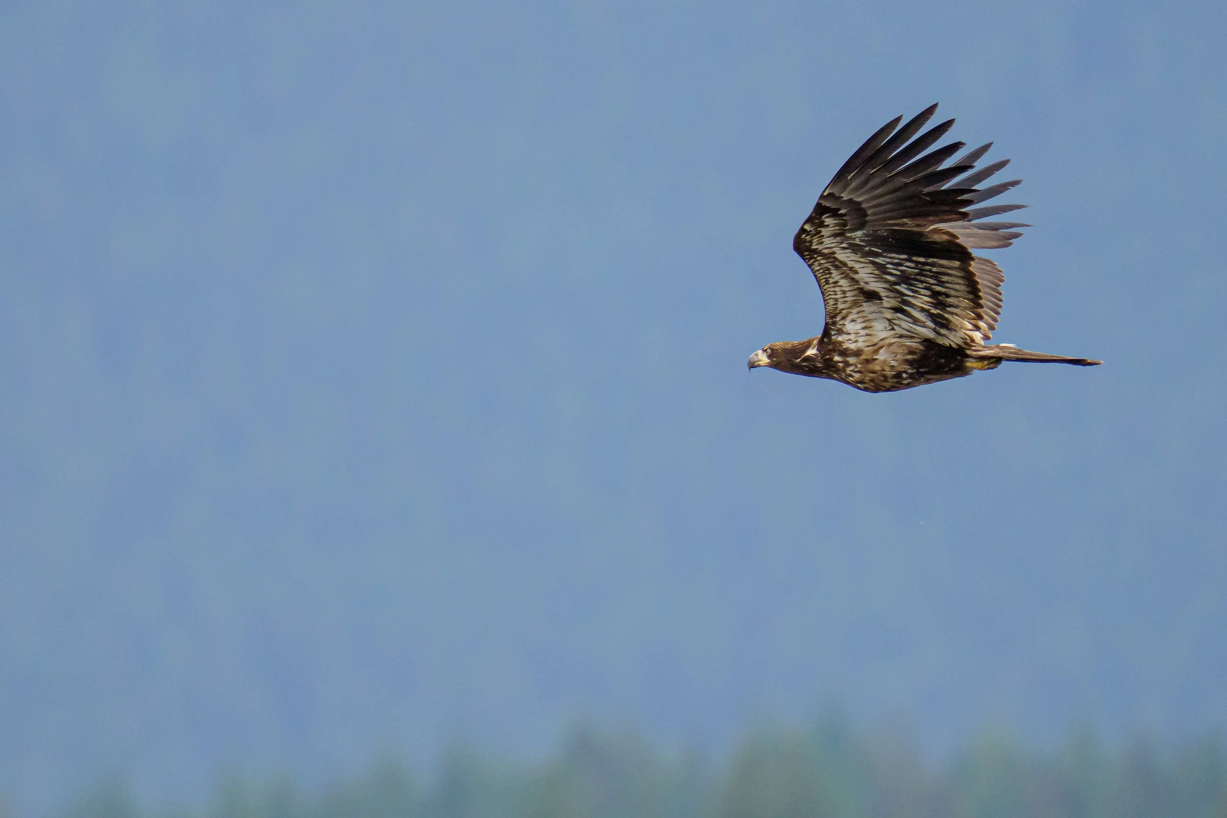 A bird soaring in a blue sky.