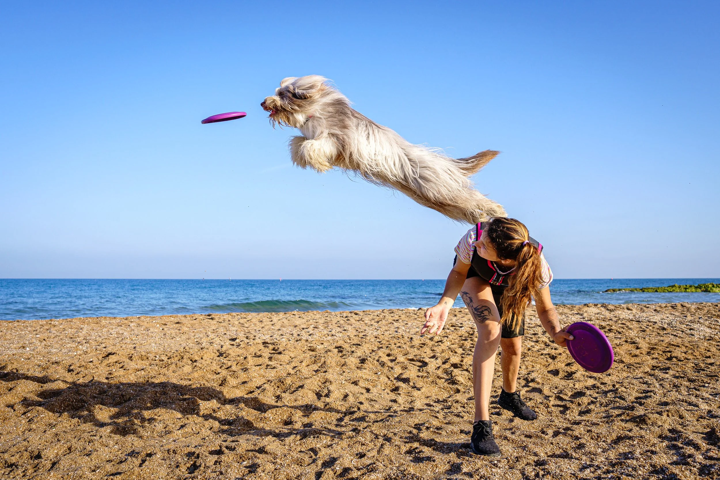 A woman playing with her dog on a sandy beach, throwing a purple frisbee while the dog jumps to catch it mid-air.