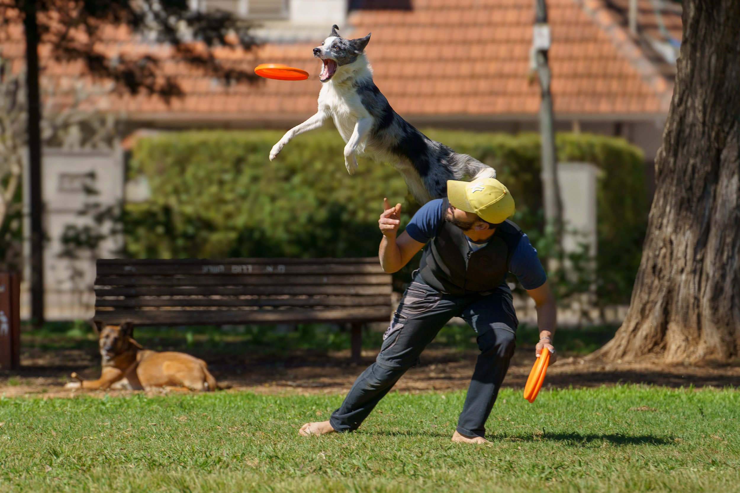 A person wearing a yellow cap and dark clothing playing with a dog in a park, with another dog resting on the grass in the background.