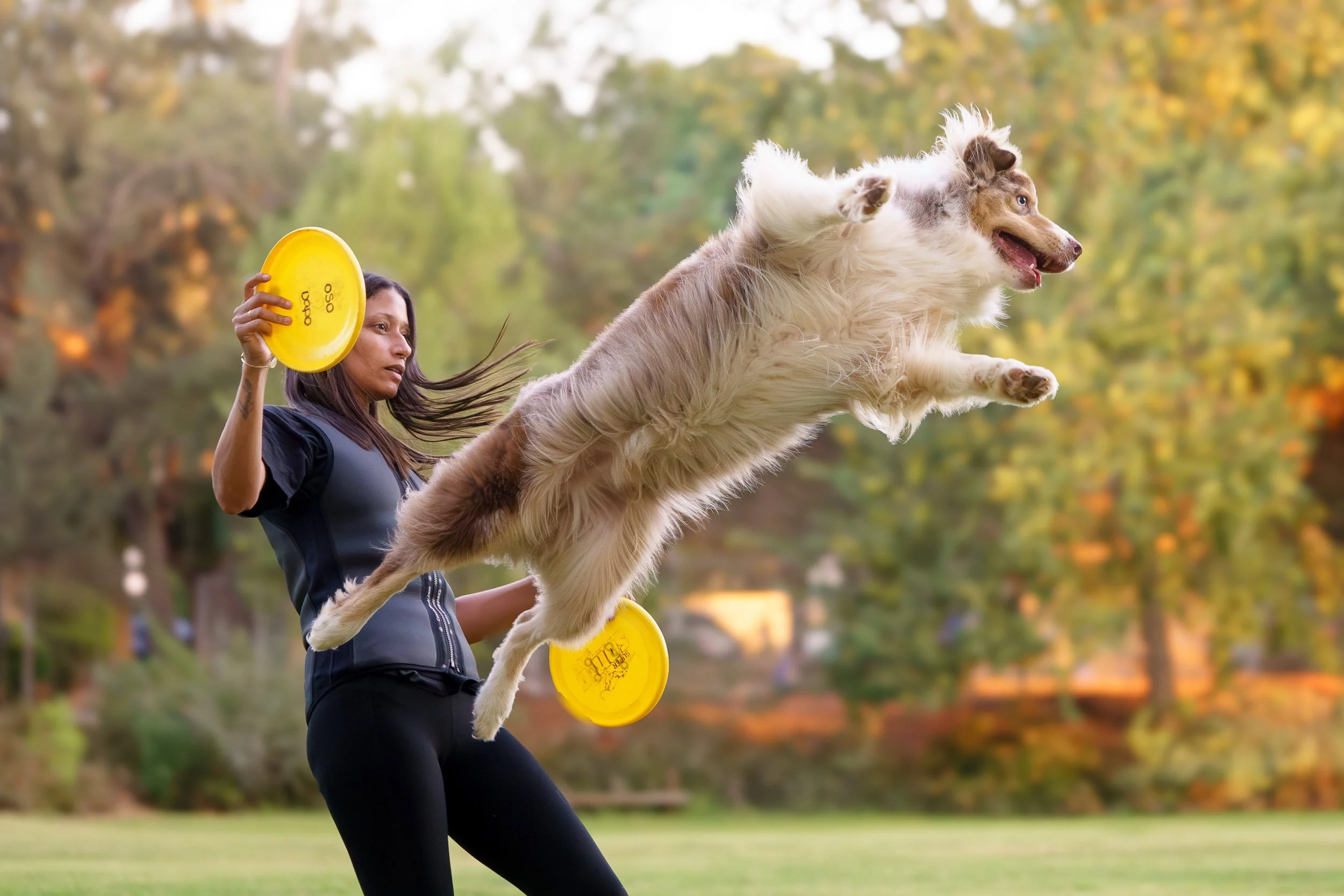 A woman playing disc golf outdoors, throwing a dog with frisbees in the background.