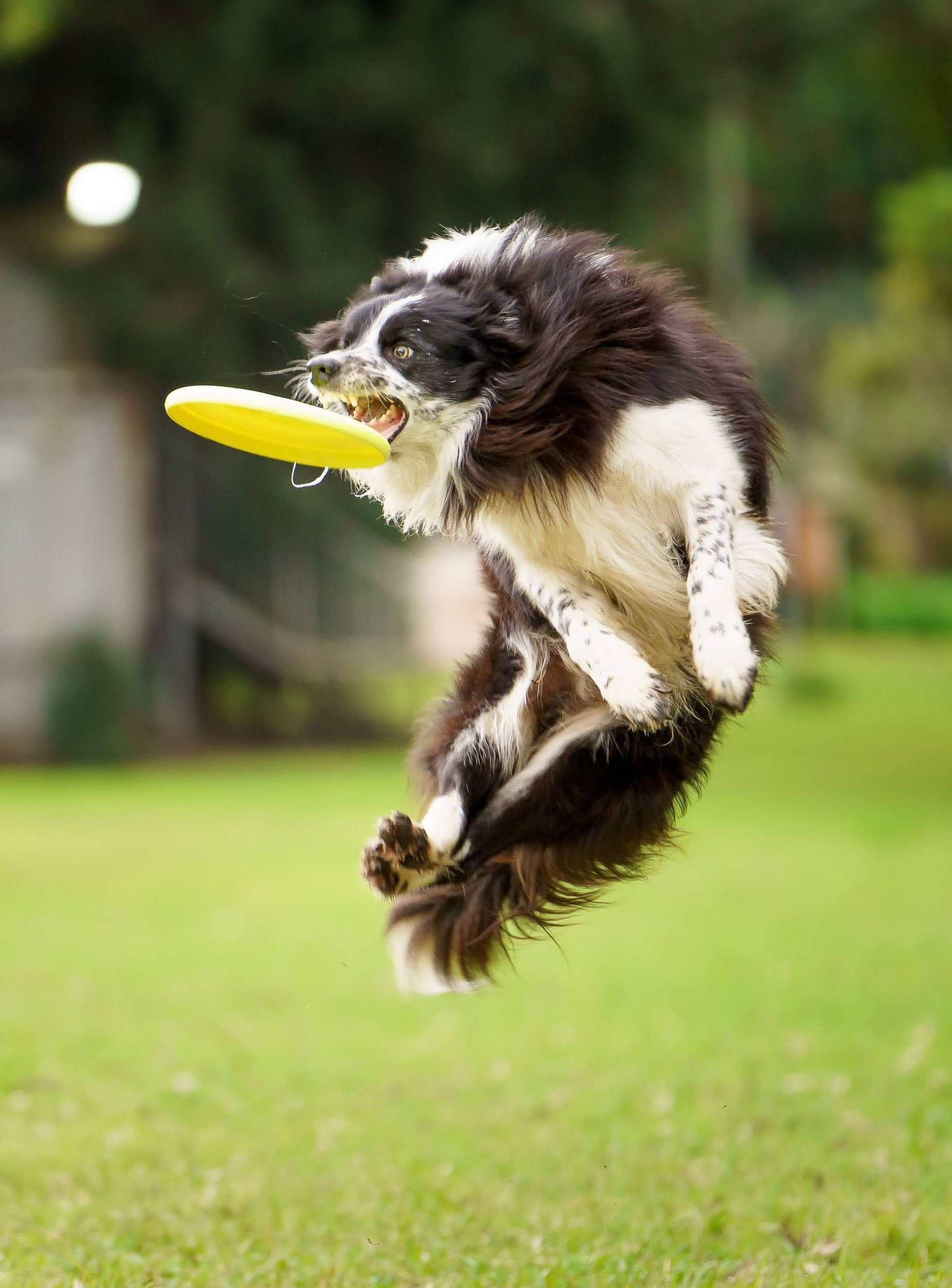Dog with black and white fur jumping in the air and catching a yellow frisbee in its mouth outdoors on grass.