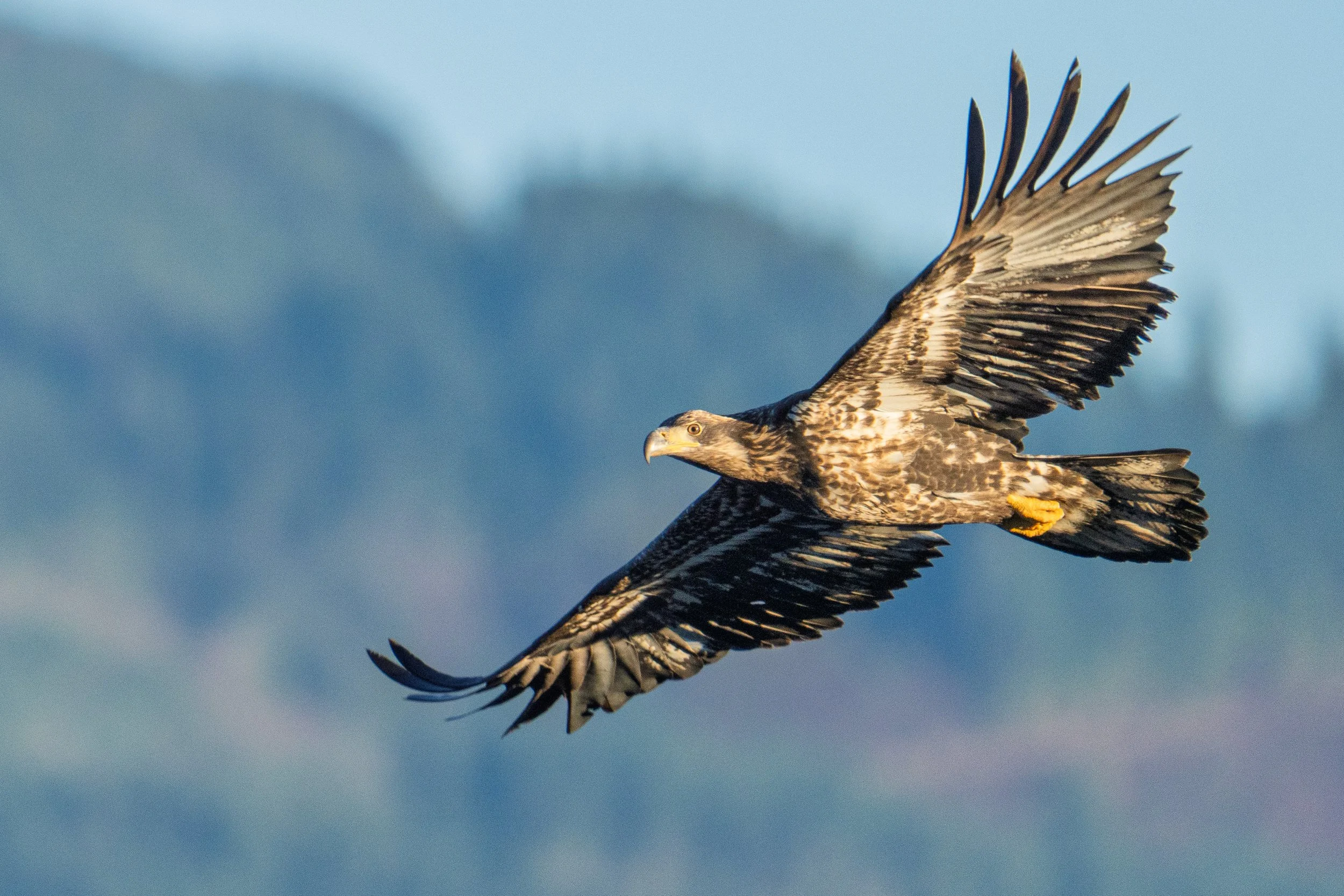 A juvenile bird of prey, possibly an eagle or hawk, flying in the sky with a mountainous background.