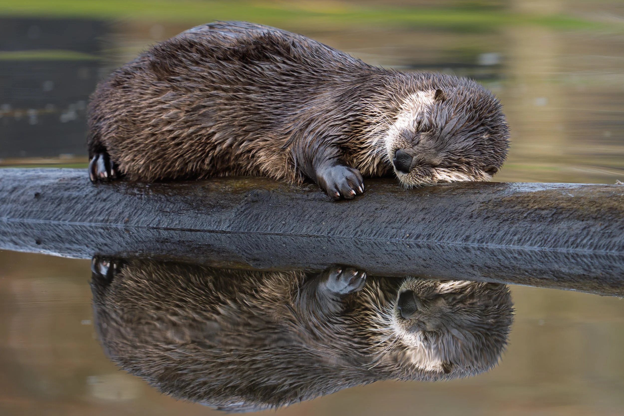 River Otter on  a log at Lafarge lake, Coquitlam BC.