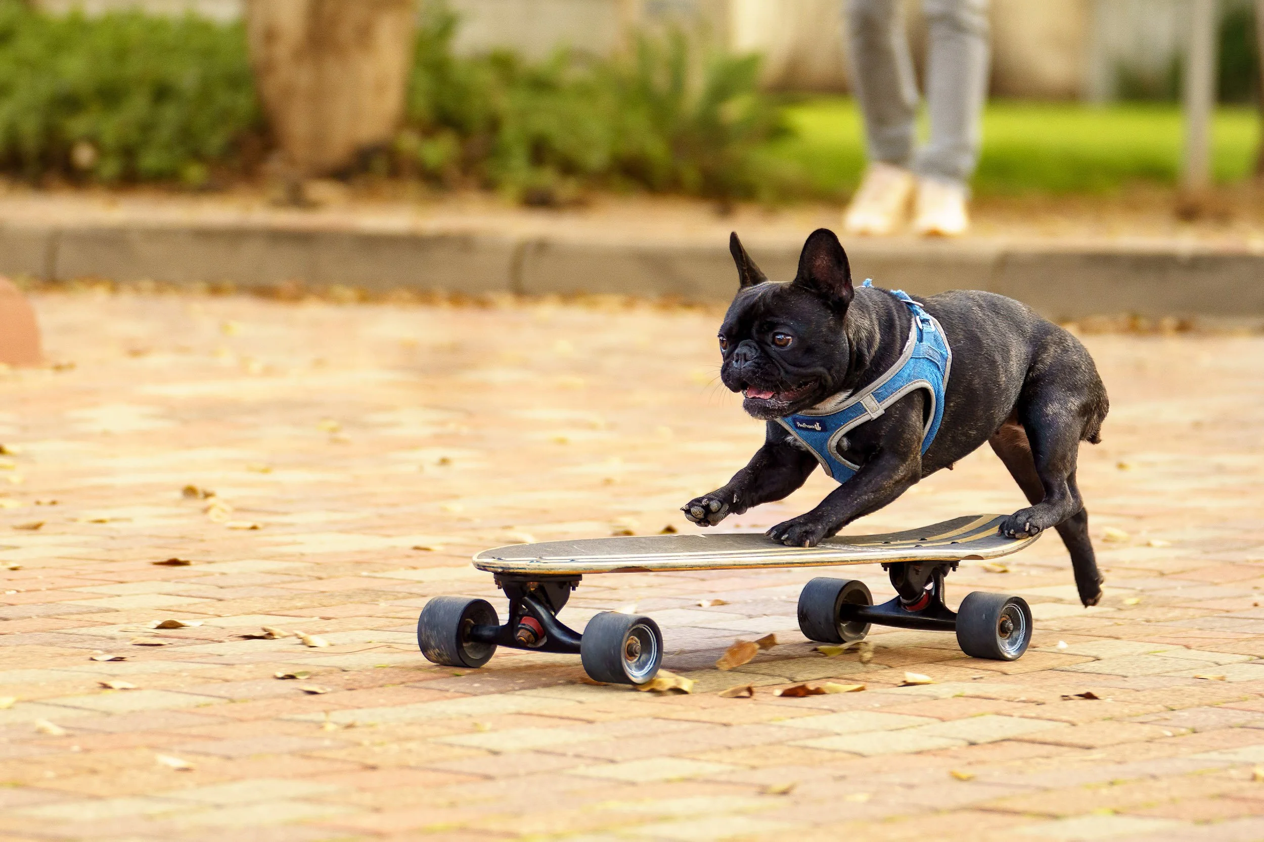 A black French Bulldog wearing a blue harness rides a skateboard on a brick sidewalk, with fallen leaves scattered around.