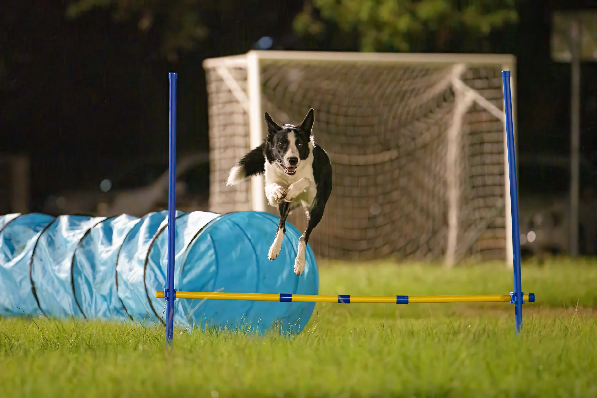A dog, likely a Border Collie, jumping over an agility hurdle during a nighttime training session on a grassy field.