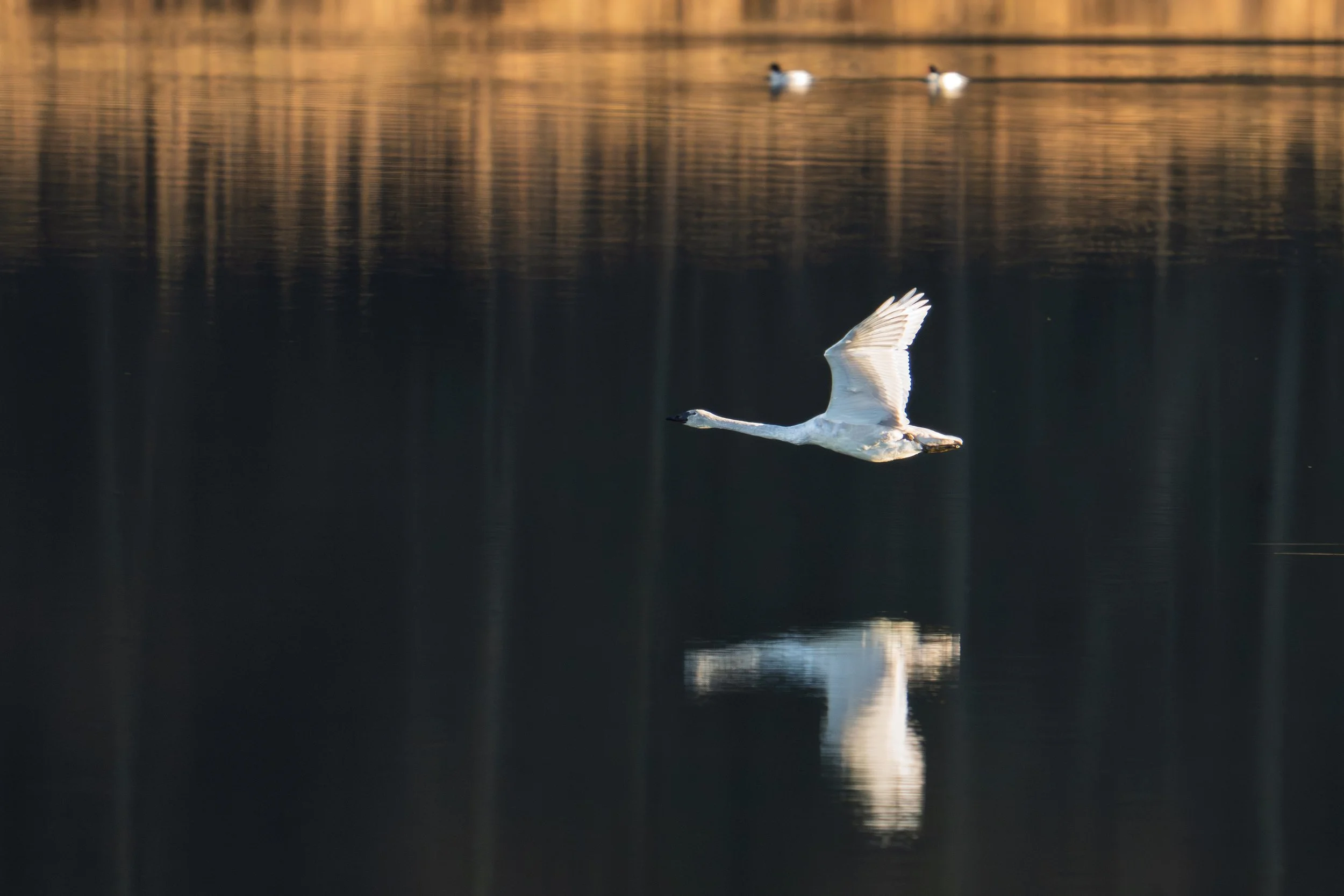 A white swan flying low over a calm body of water during sunset, with a reflection visible on the water's surface.