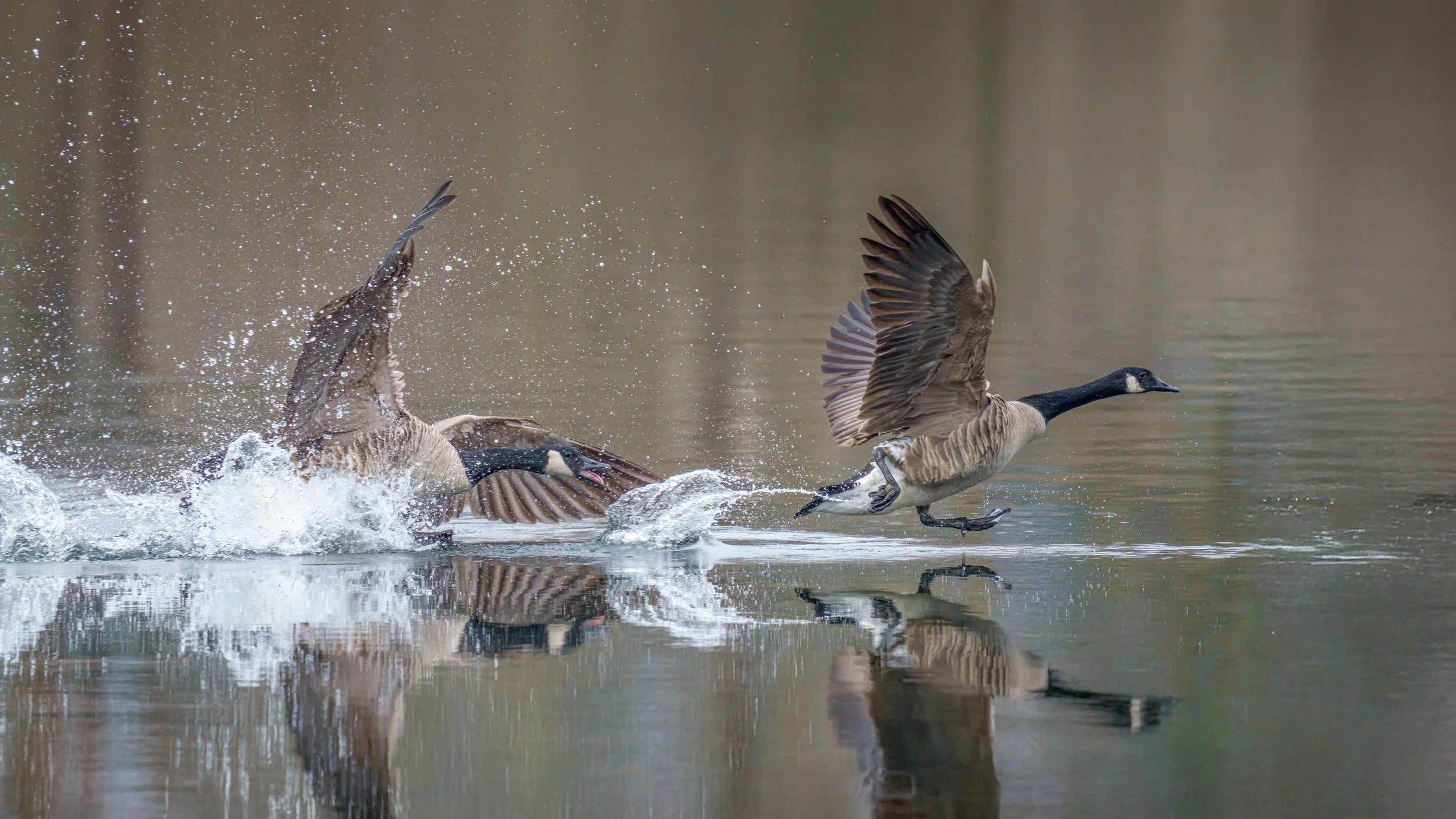 Two Canada geese chase each other across a calm water surface, creating splashes and ripples.