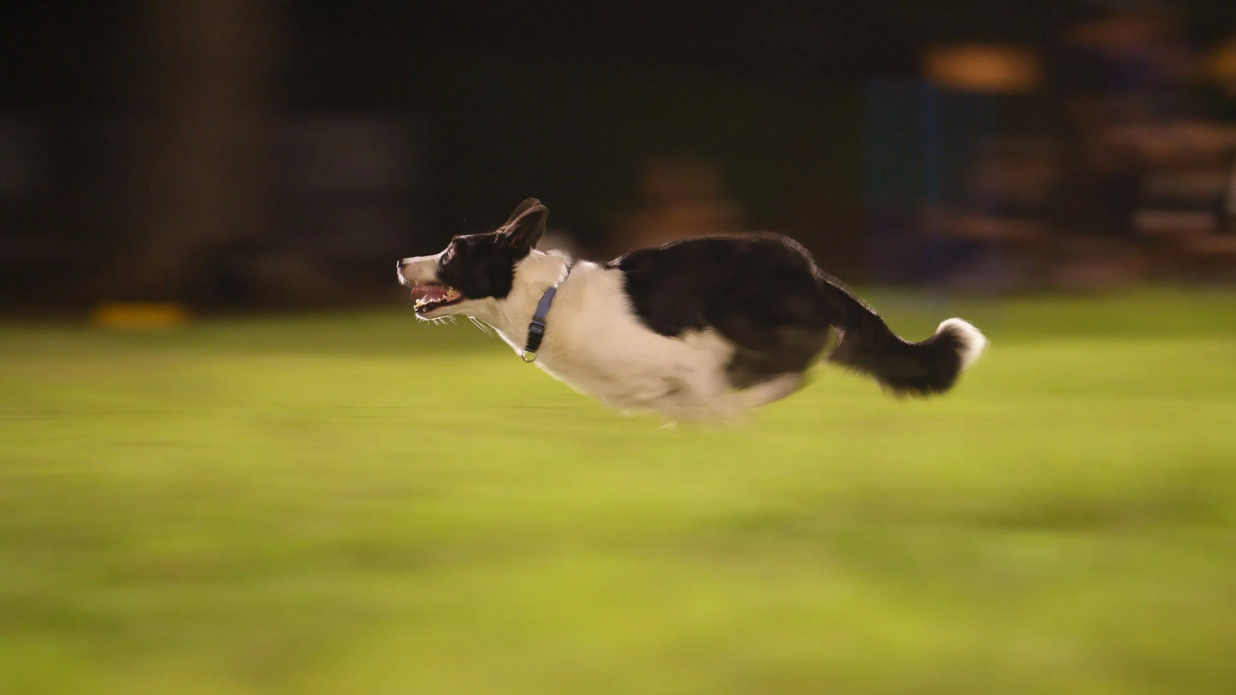A black and white Border Collie running at night on a grassy field.