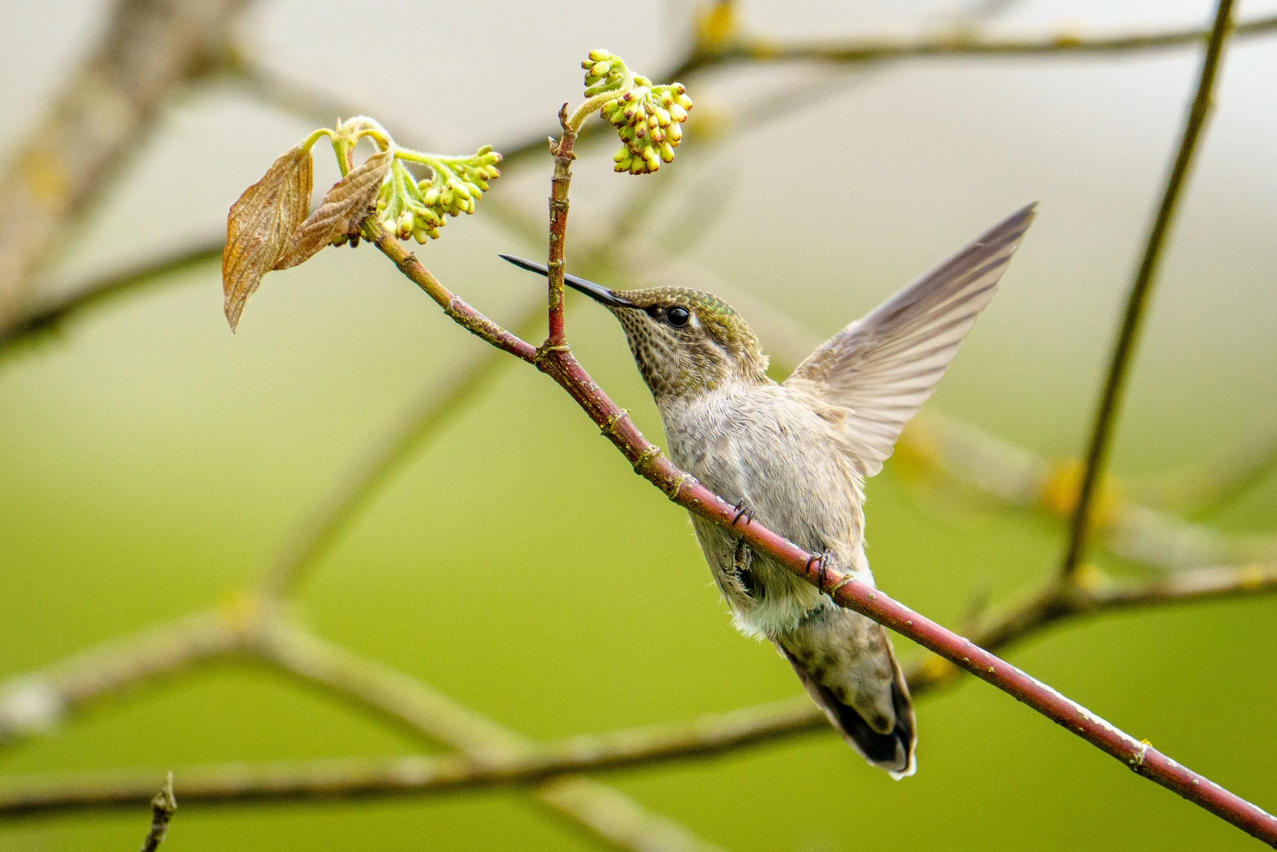 A hummingbird perched on a thin branch, with its beak touching a cluster of flowers and leaves, against a blurred green background.