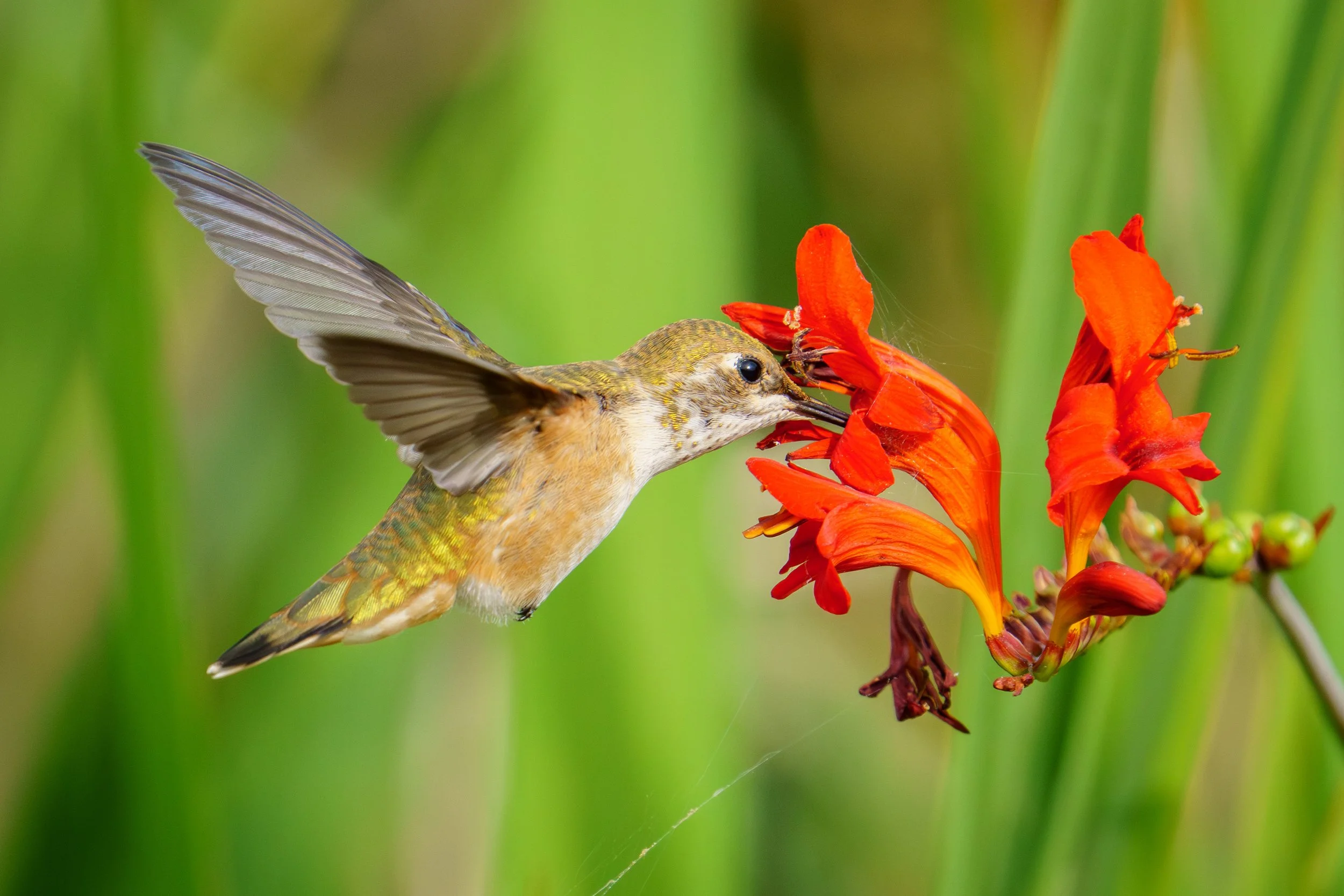 A hummingbird feeding on bright orange flowers with a green blurred background.