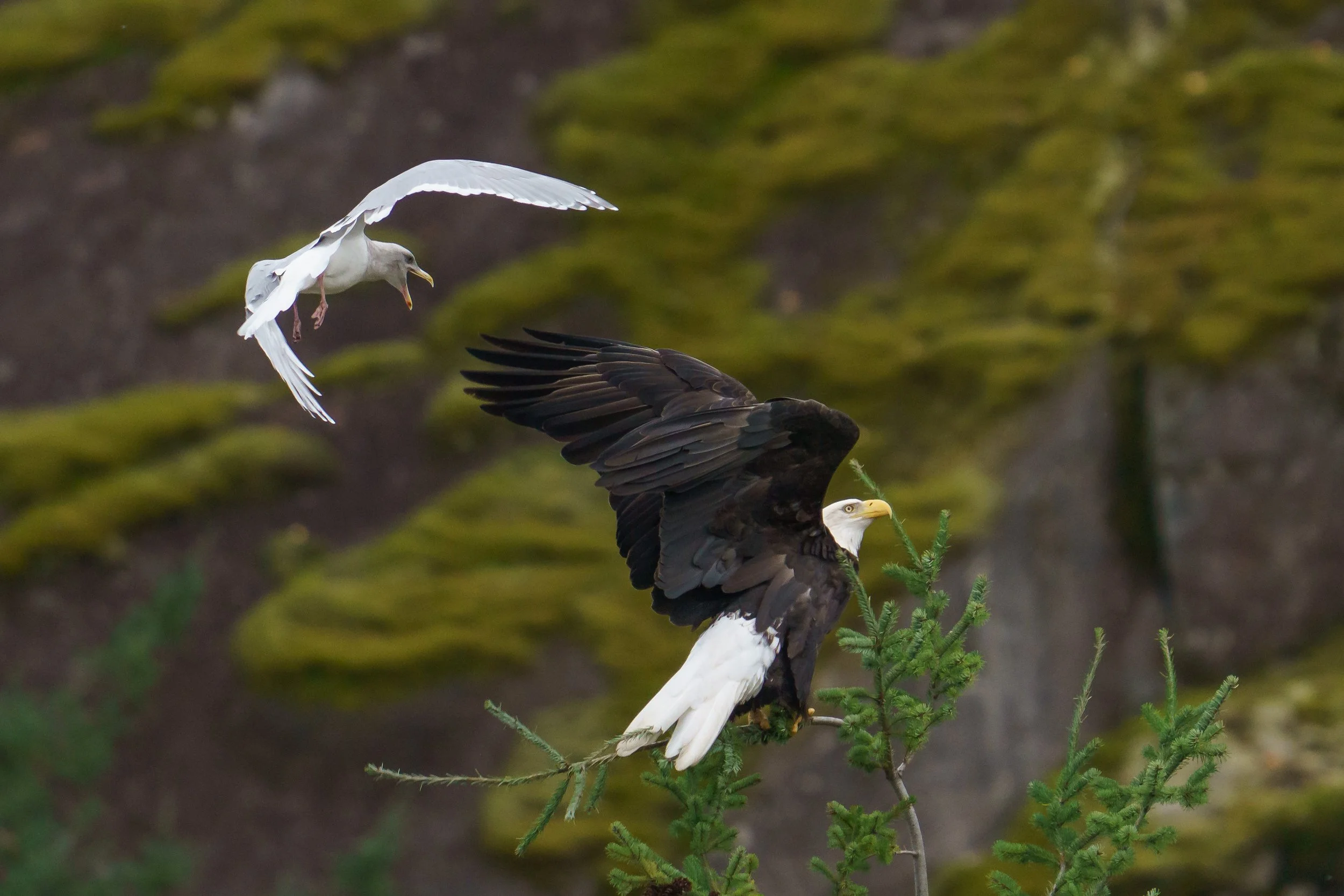 A bald eagle perched on a tree branch with a seagull flying nearby in the background.
