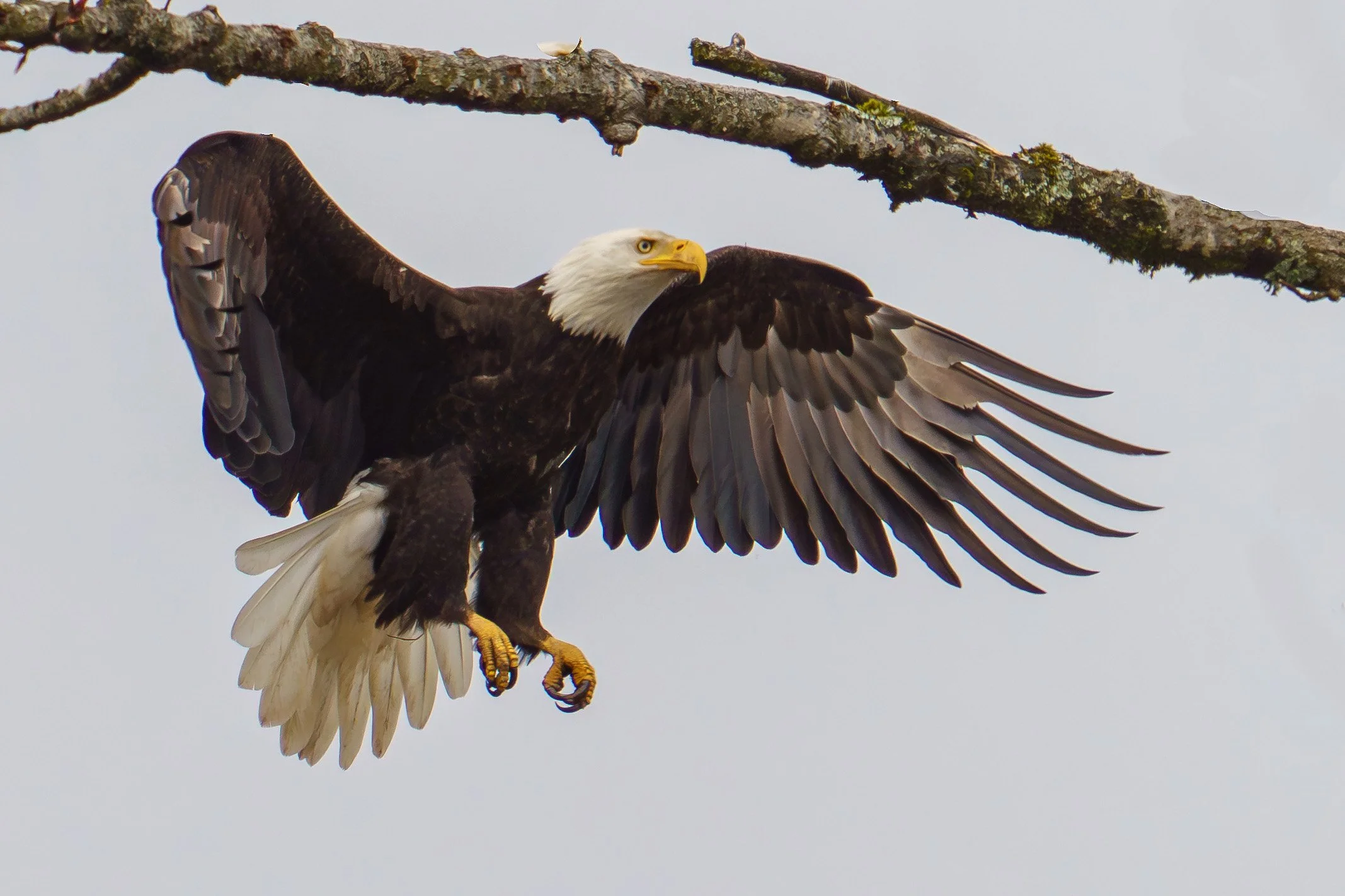 A bald eagle flying near a tree branch against a cloudy sky, with its wings spread wide and talons extended downward.