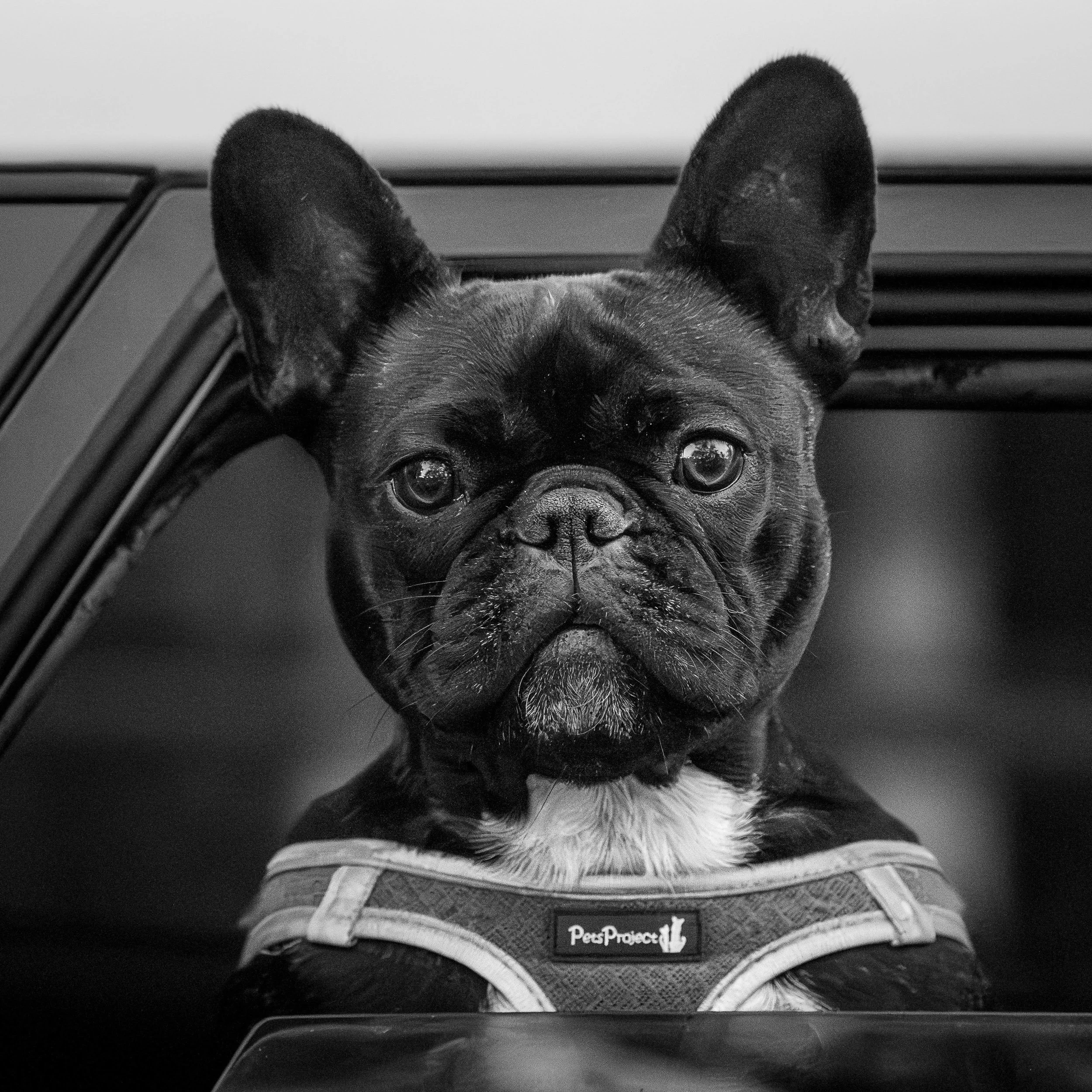 Black and white photo of a French bulldog sitting in a car window, wearing a harness, looking directly at the camera.