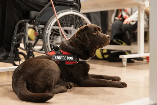 Paws &amp; Pixie Dust: Rides Service Dogs Can and Can’t Do