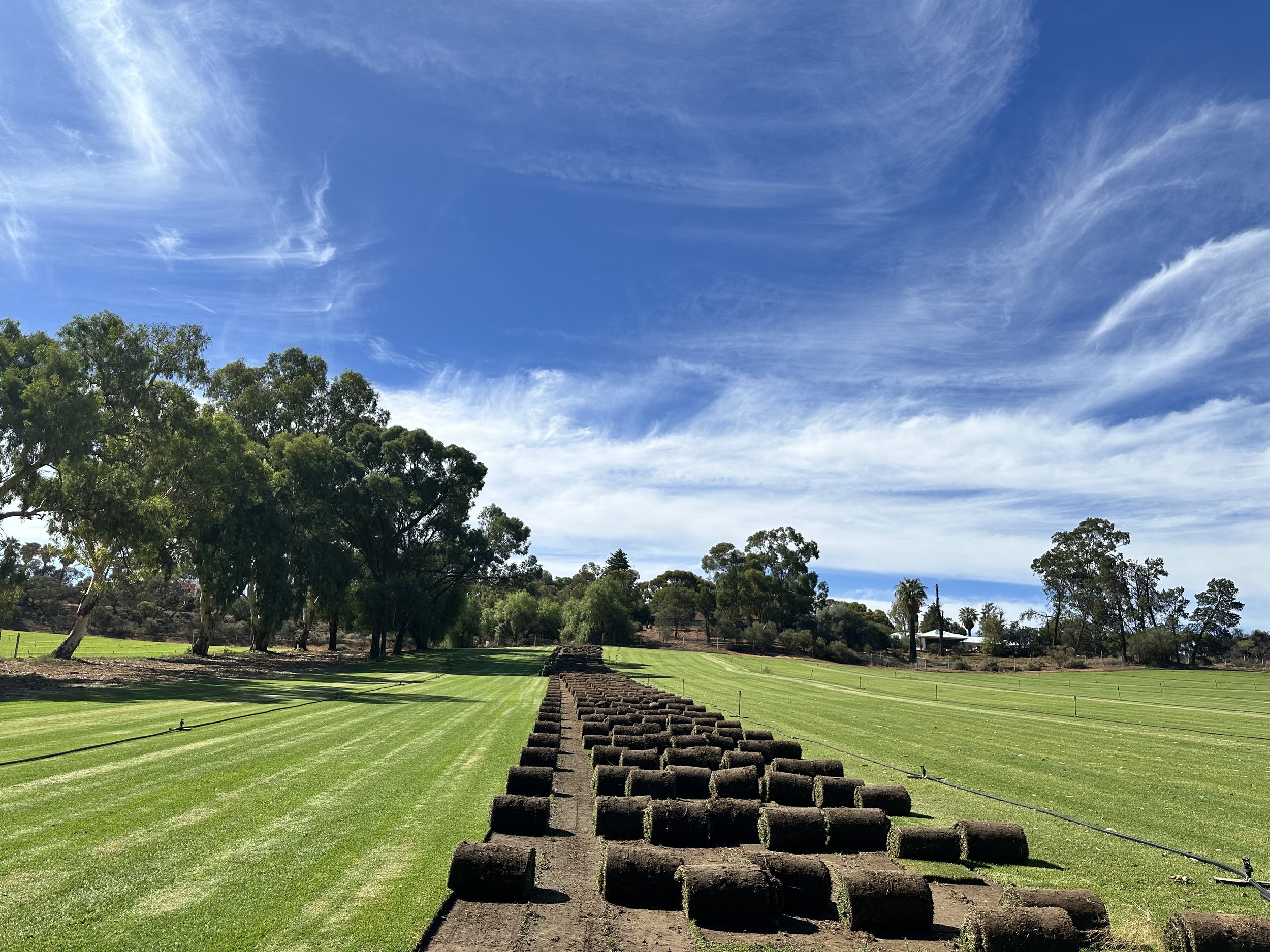 Freshly harvested rolls of instant turf on the Torn Turf farm