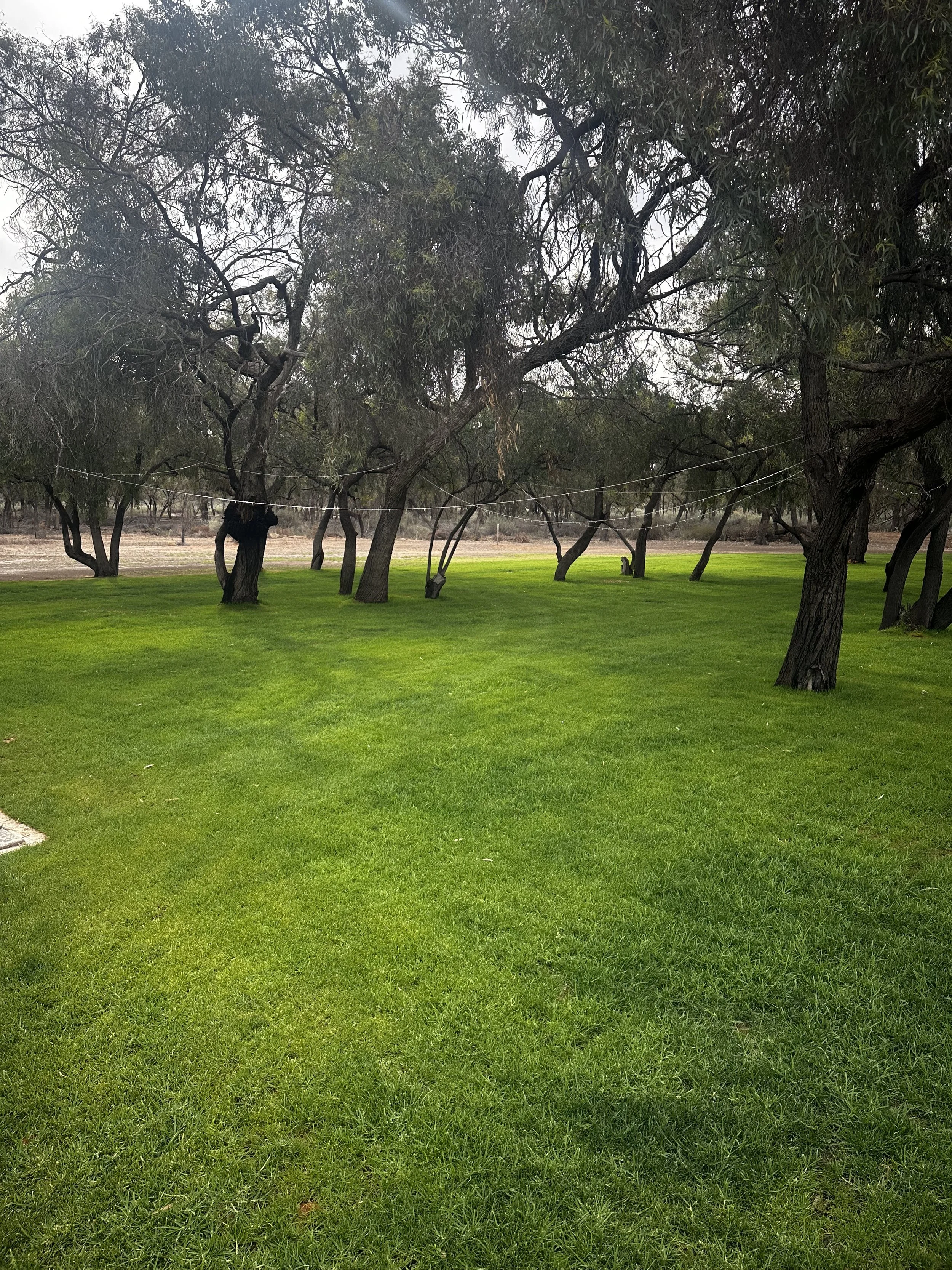 Established green lawn growing under shady trees on a large property