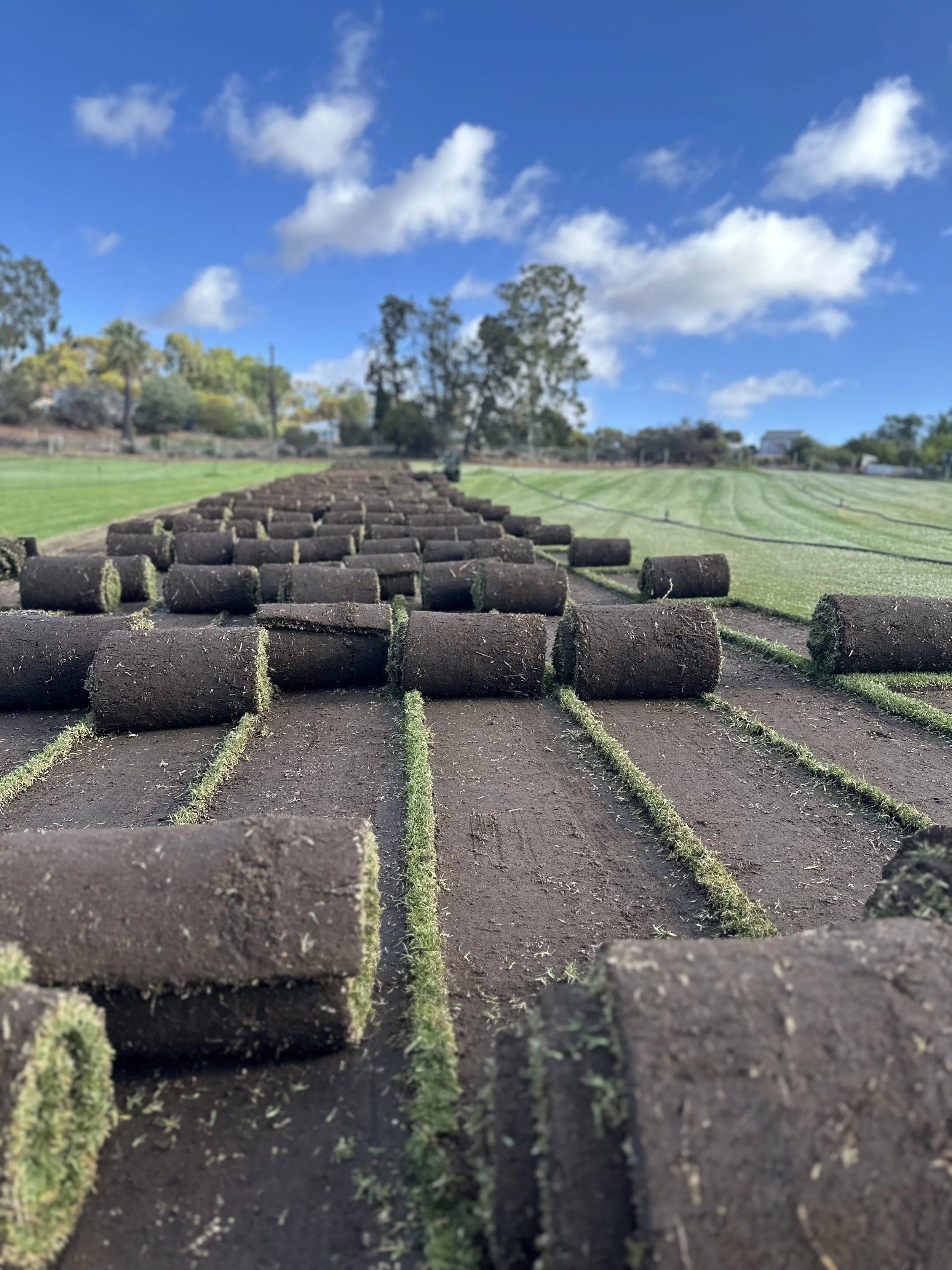 Rolls of freshly harvested instant turf on the farm, ready for delivery