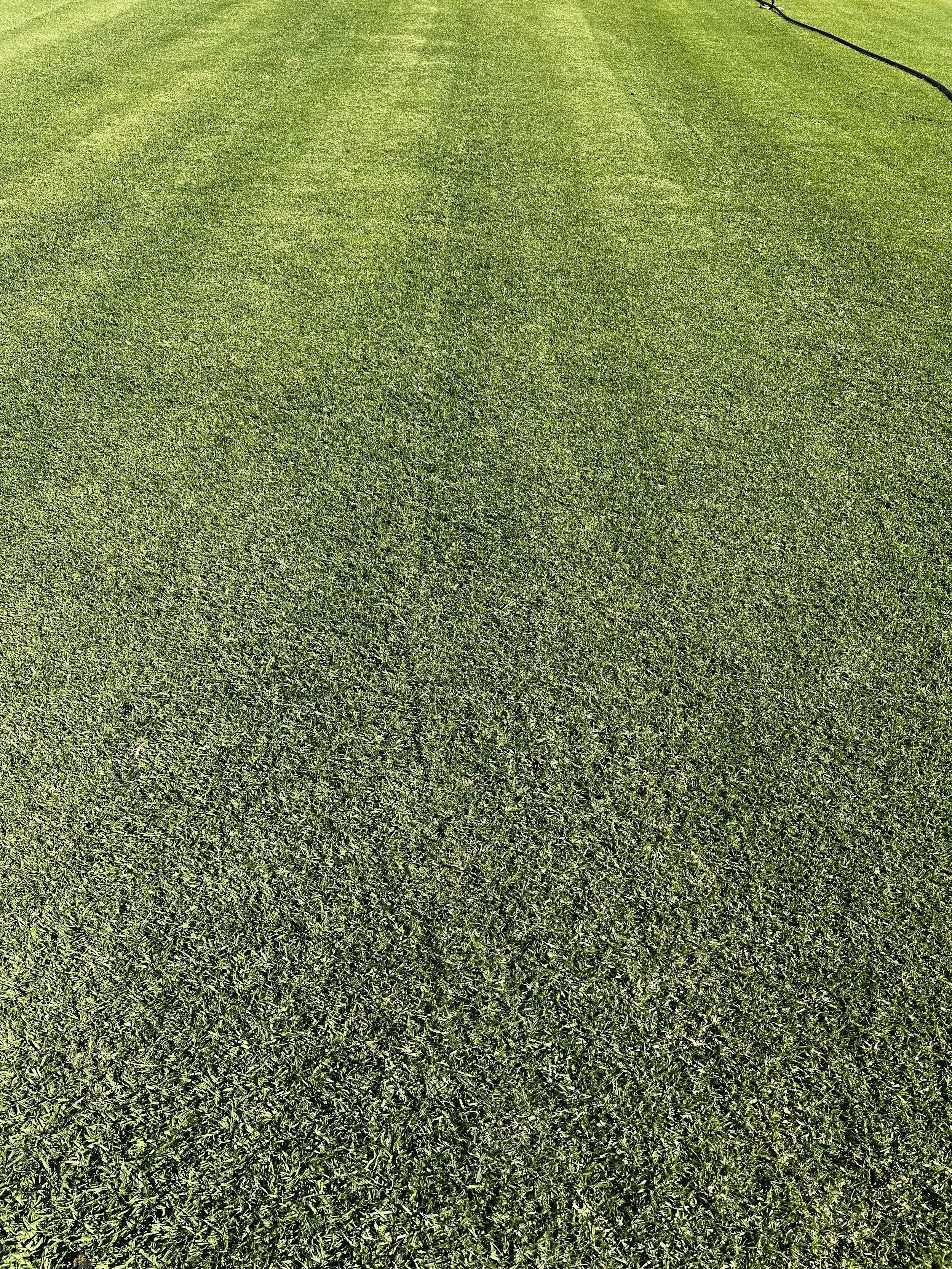 Close-up of thick, healthy green instant turf
