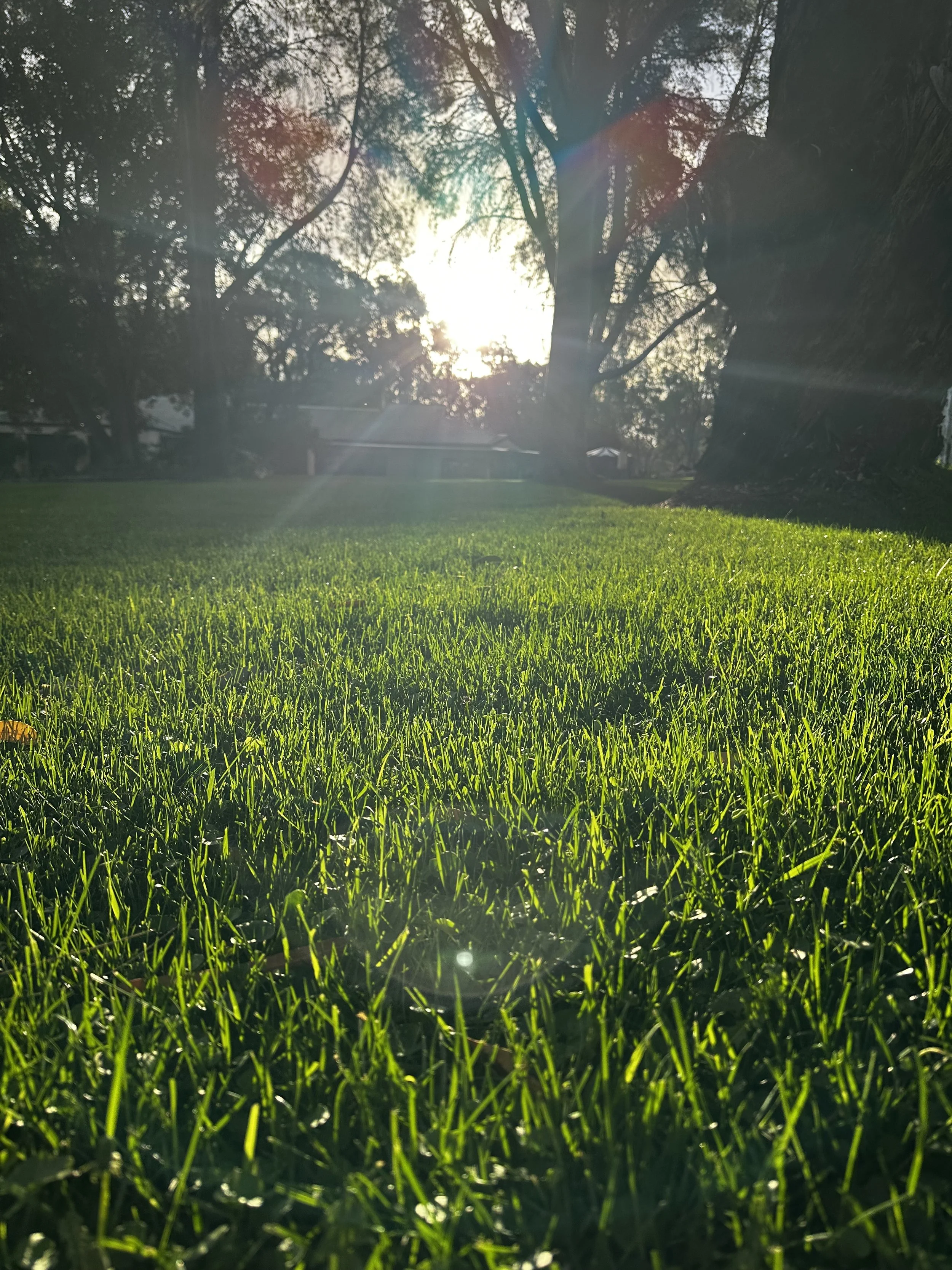 Sunlit lawn under gum trees at the Torn Turf farm in the Riverland