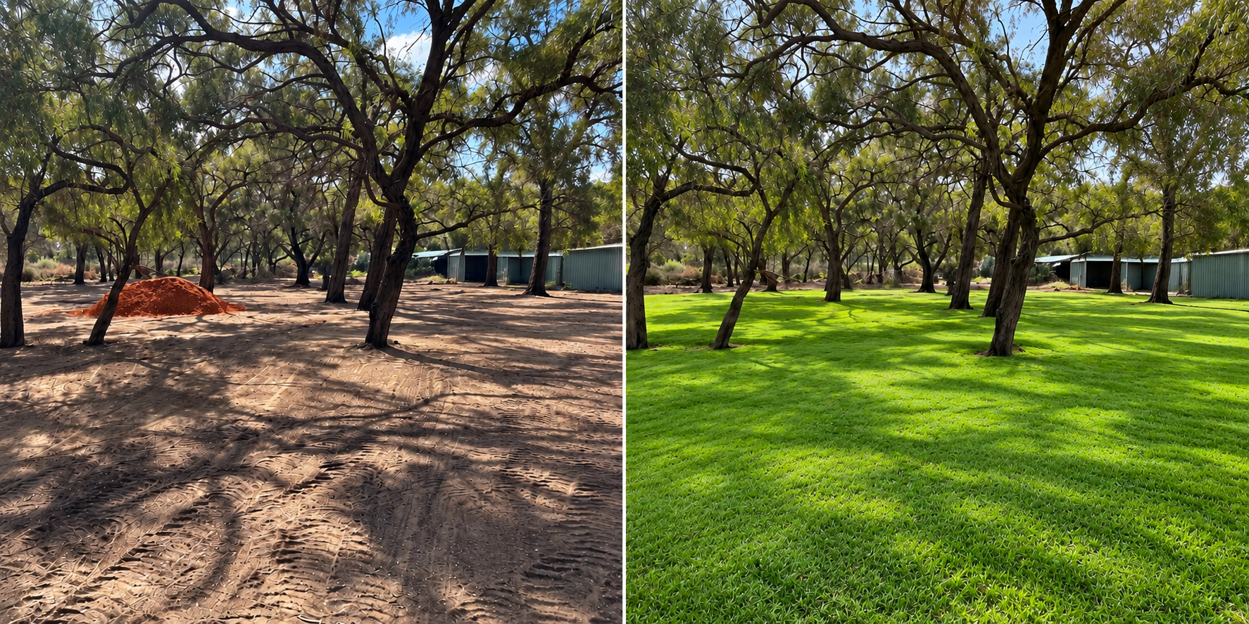 Before and after: a dusty bare yard under trees transformed into a lush green lawn