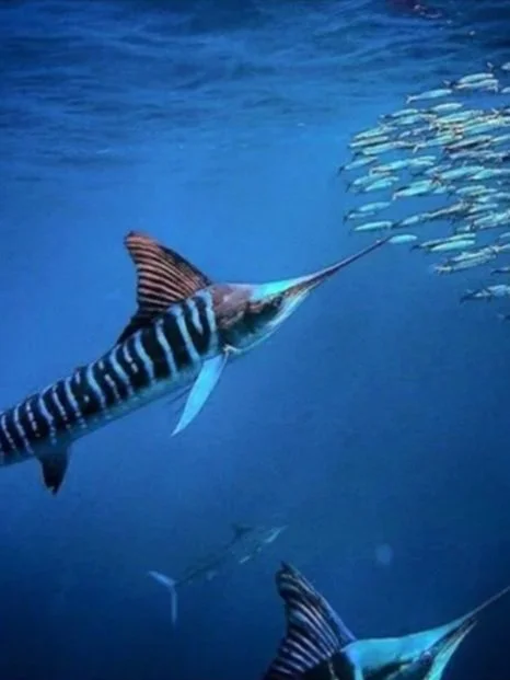 A marlin swimming underwater near a school of small fish.