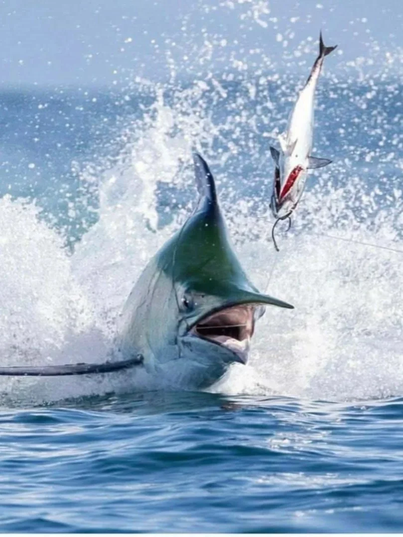 A large marlin jumping out of the water with a fish in its mouth, causing splashes in the ocean.