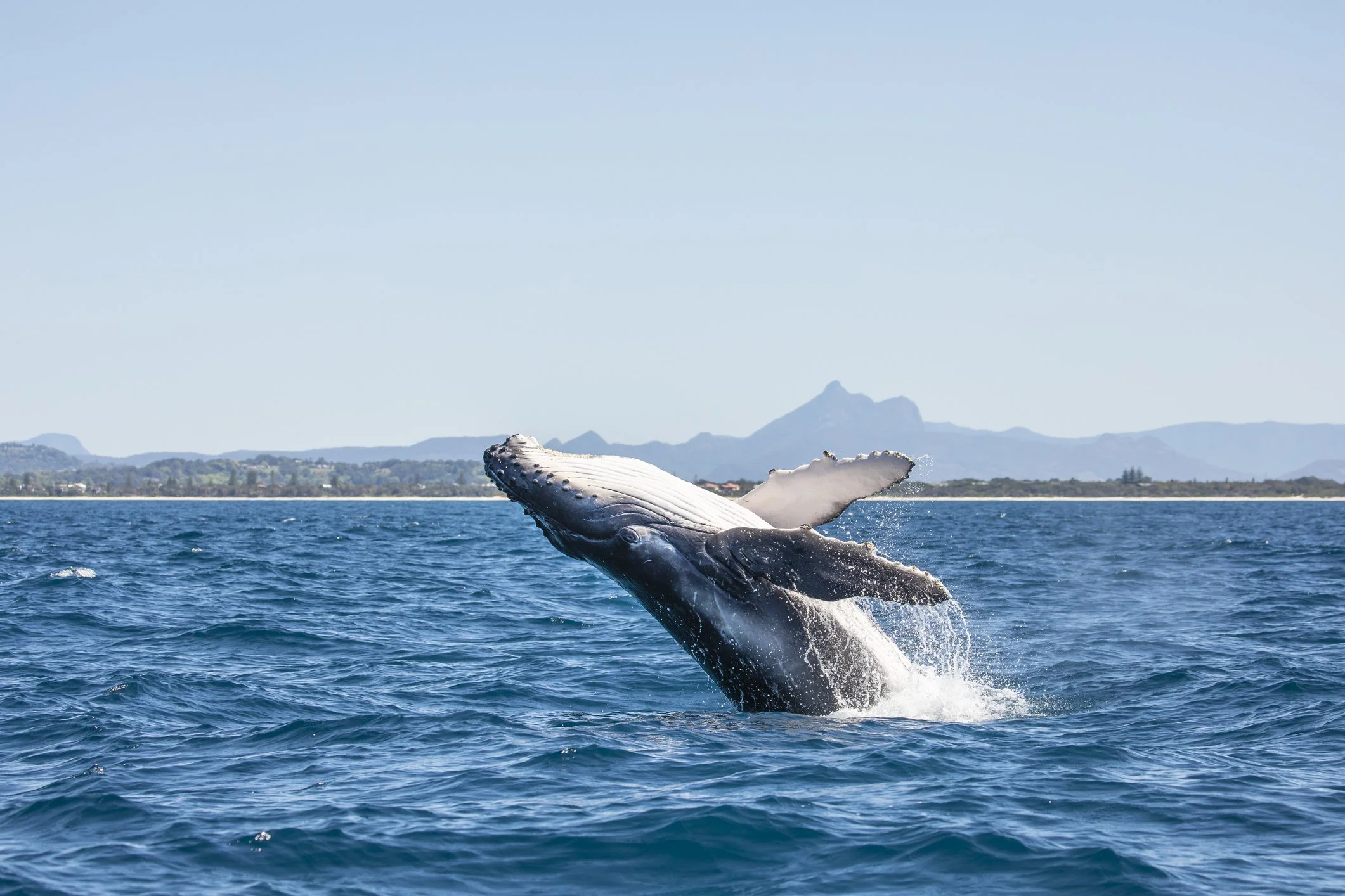Private Whale Watching Gold Coast: A More Personal Way to Experience the Migration
