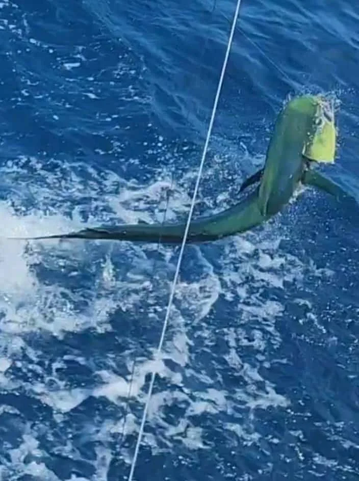 A large fish is caught on a fishing line, splashing in the water during a fishing trip.