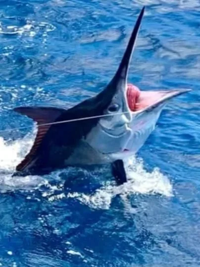 A marlin fish leaping out of blue ocean water.