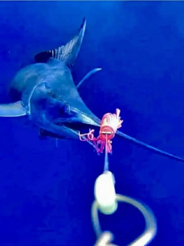 A marlin fish caught on a fishing line, with the hook and lure visible in its mouth against a deep blue ocean background.