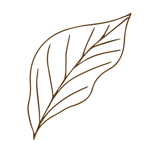 A simple line drawing of a leaf with detailed veins on a black background.
