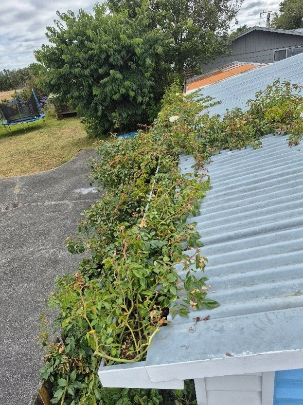 Overgrown ivy has spread along the edge of a corrugated metal roof, with a backyard and trampoline in the background.