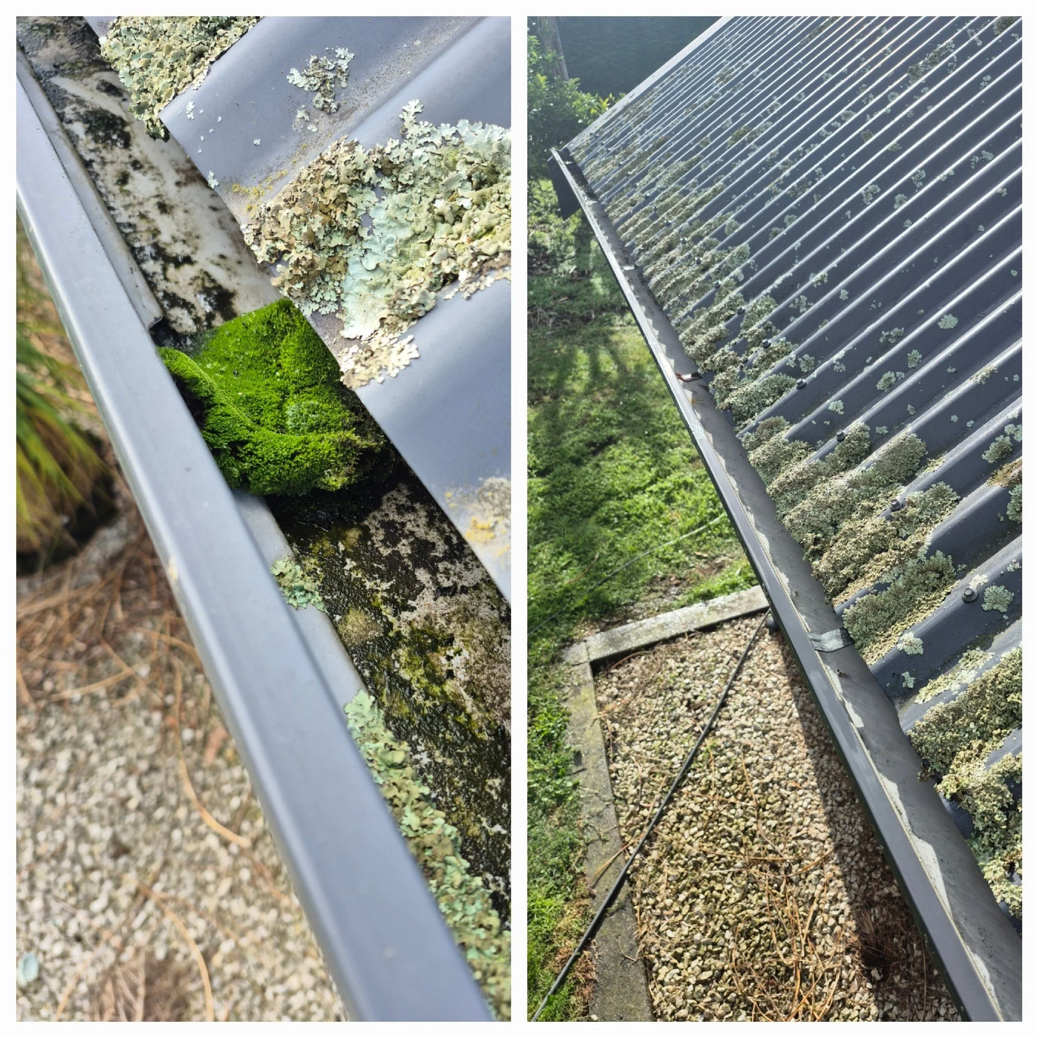 Close-up of a gutter on a building roof covered with moss and lichens, with some green moss growing inside it. The photo shows dirt and debris accumulated in the gutter. The other side of the roof is visible in the background, also with moss and lich
