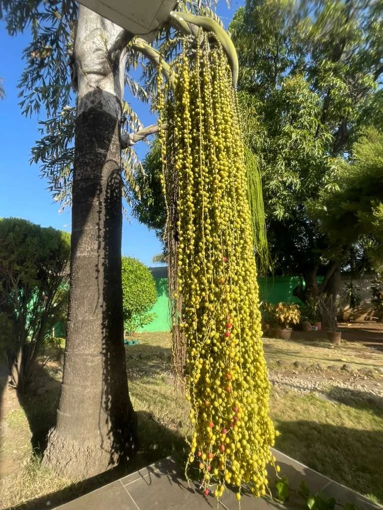 WhatsApp Image 2026-03-08 at 5.53.33 AM.jpeg