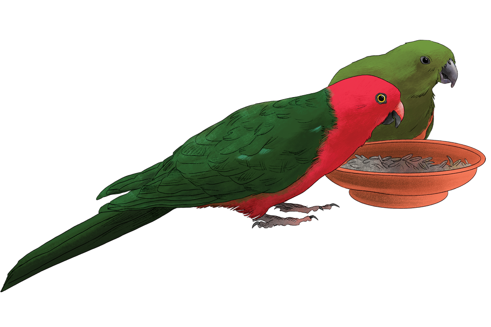 king_parrots.png