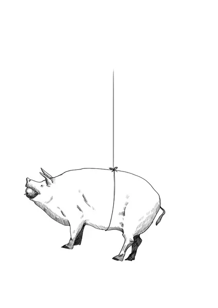 pig_1.jpg.webp