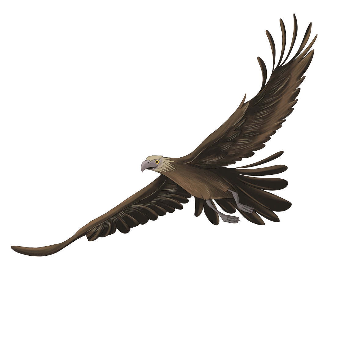 wedge-tail-eagle---Flynn---fly-flat.png