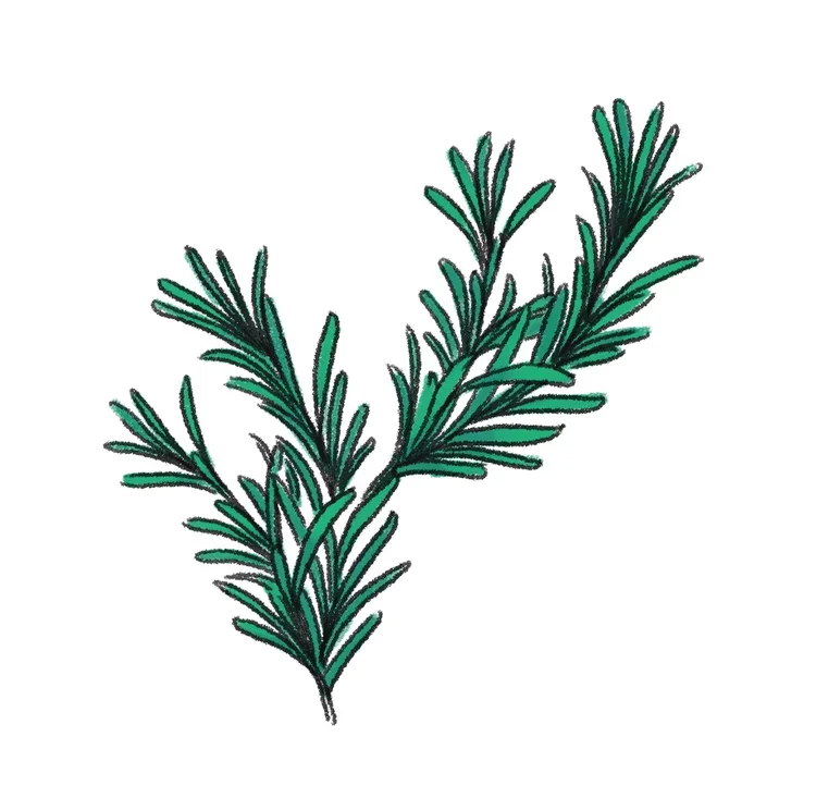 SP_rosemary.jpg.webp