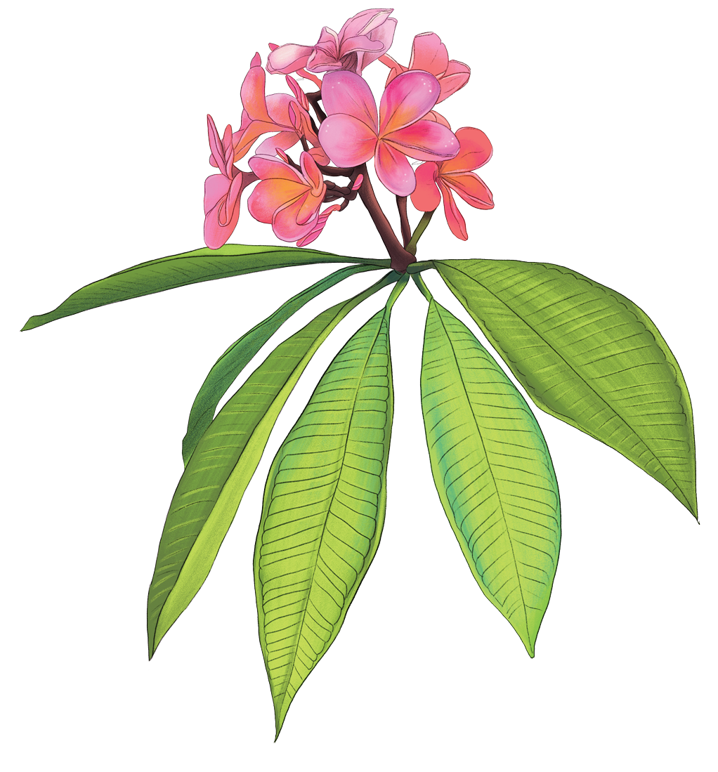 pink_frangipani.png